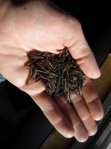 A fistful of wild rice