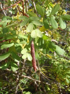The seed pod of a caragana shrub