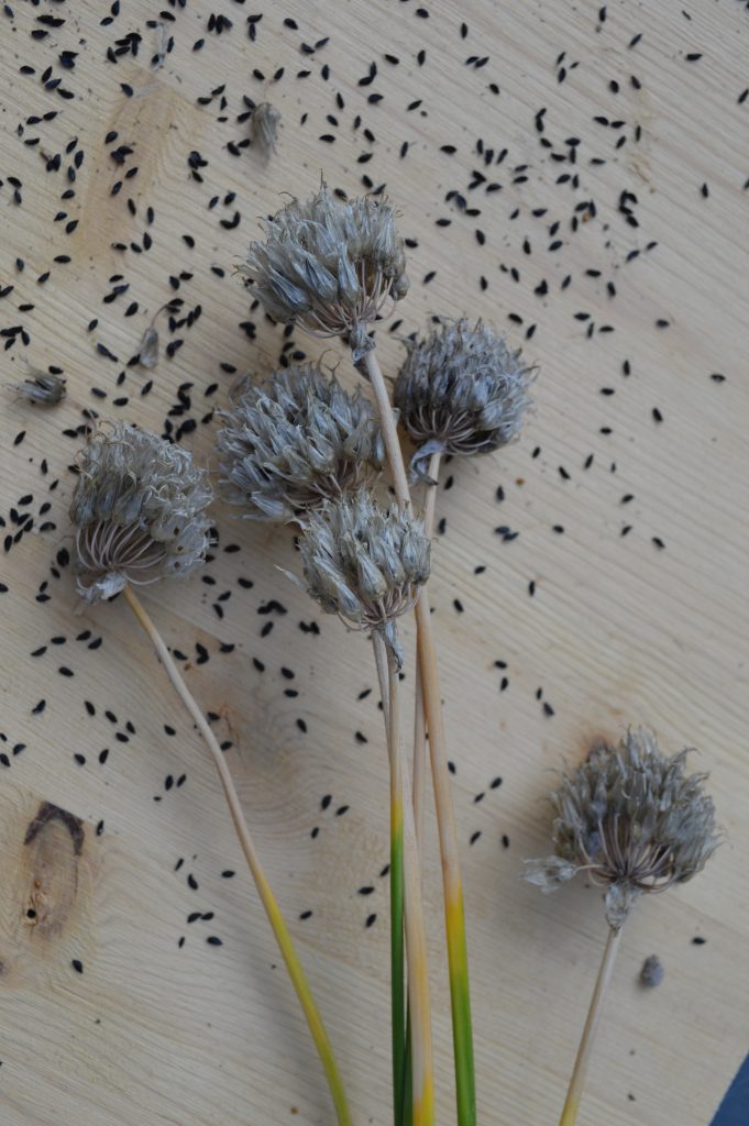 Dried chive flower heads with seeds