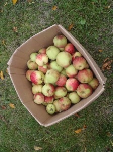 A box of apples from a neighbour's tree