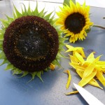 Sunflower heads