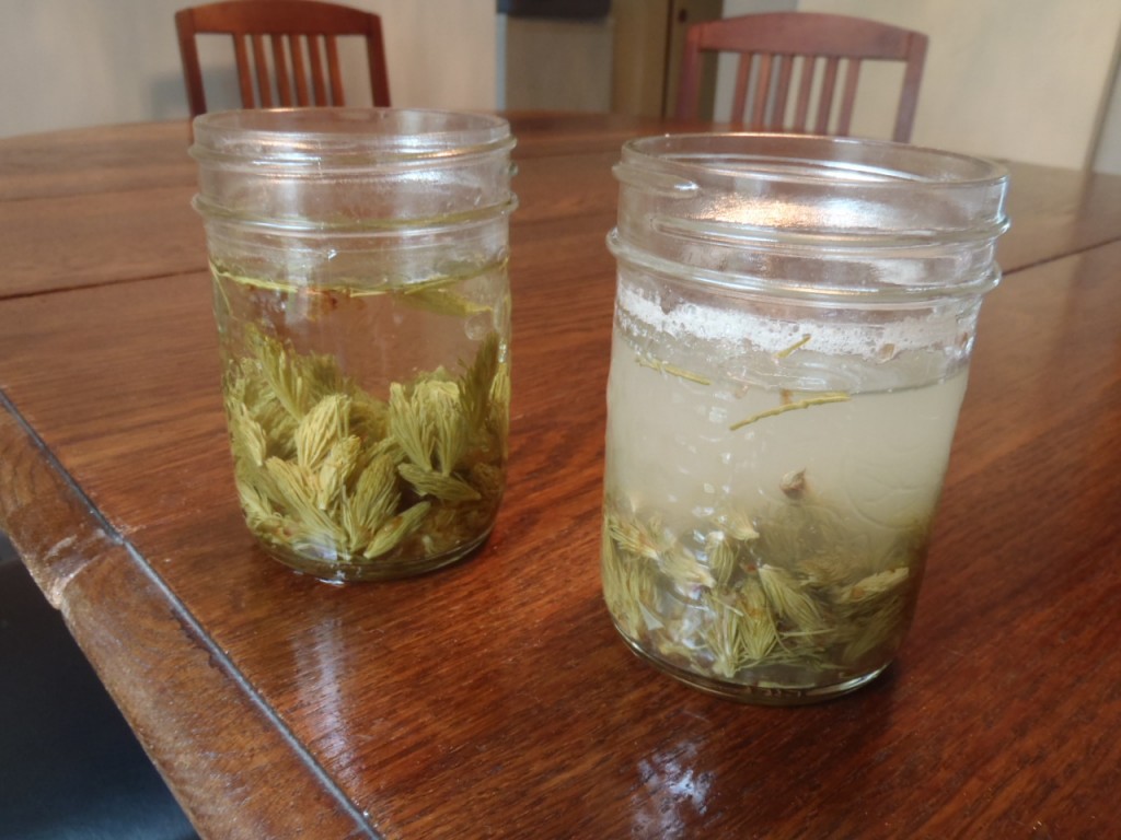 Two jars of spruce syrup: one briefly simmered, the other extensively boiled