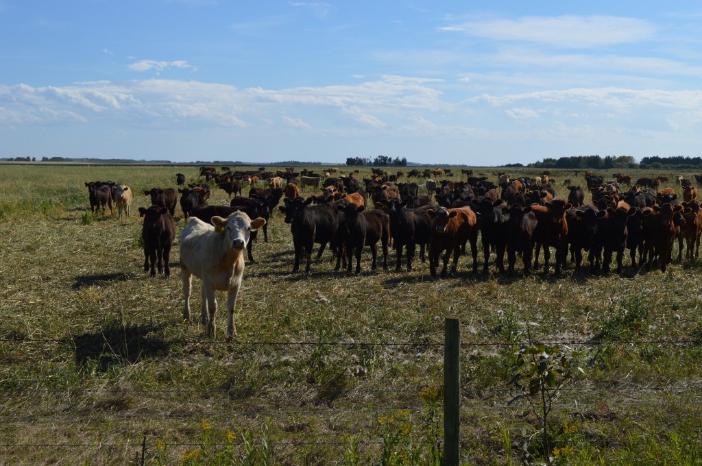 A heard of cattle at the Pine Haven Colony outside Wetaskiwin, Alberta.
