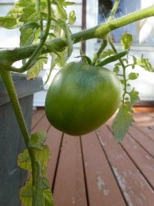 A green tomato