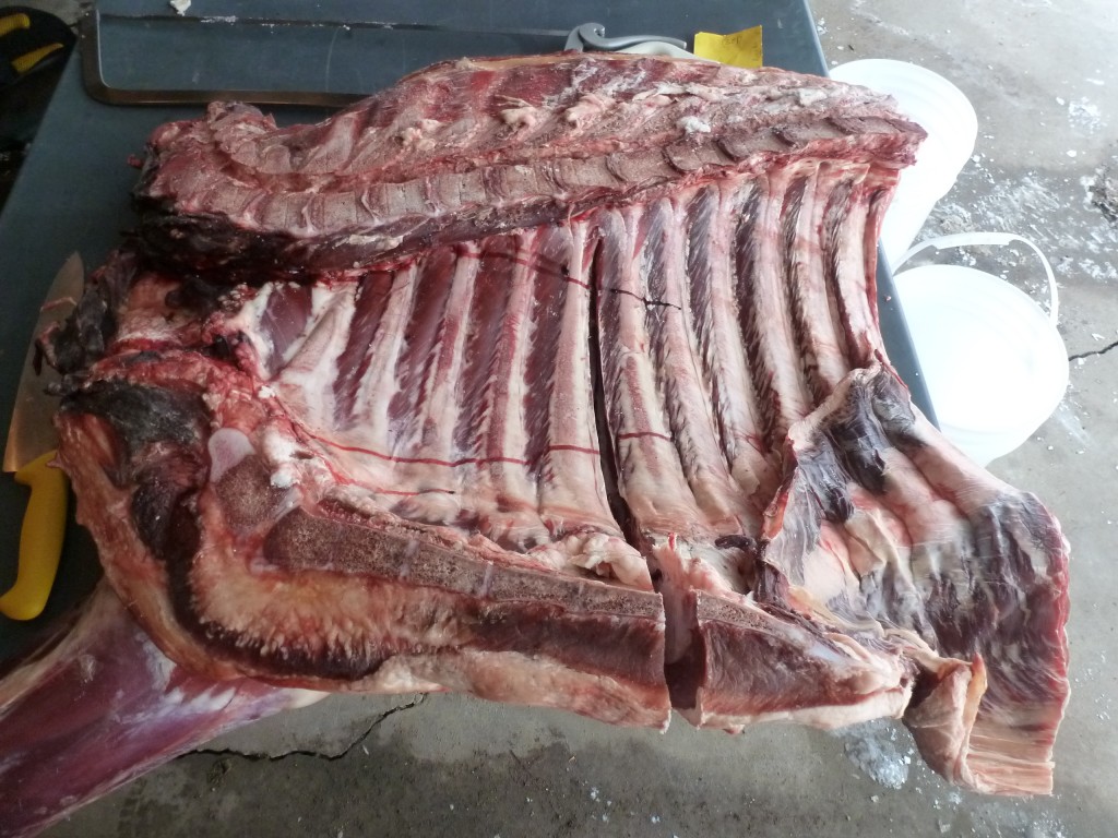 Separating the forequarter into a chuck-brisket half and a rib-plate half.