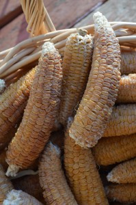 Dried cobs of corn