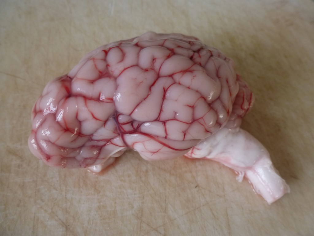 A whole lamb brain