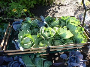 A wagon of cabbages at Tipi Creek.