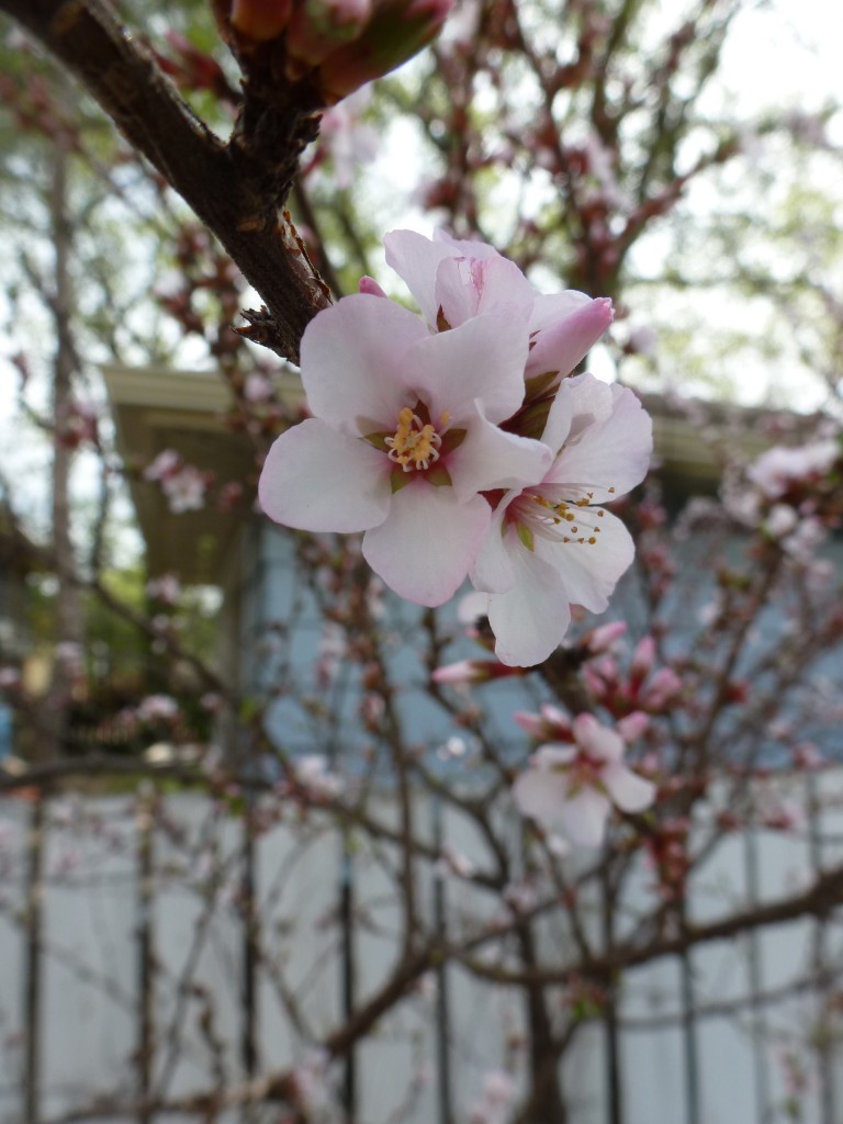Nanking cherry blossoms