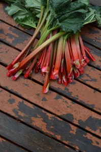 Stalks of rhubarb