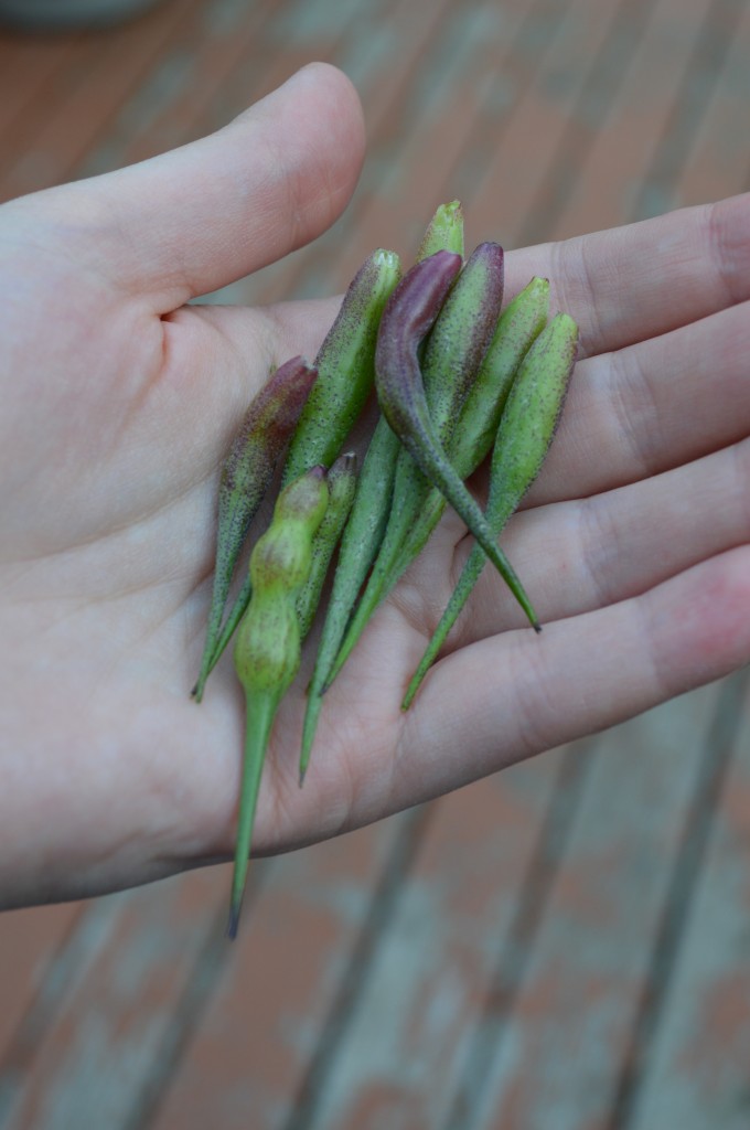 A fistful of delicious radish pods.