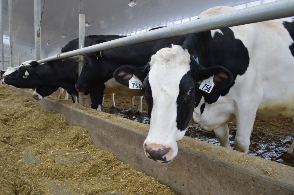 A holstein dairy cow at Lac La Nonne Dairy