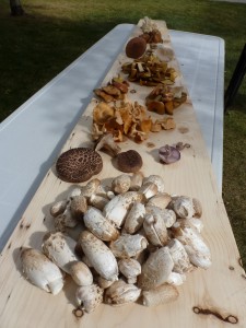 Some edible wild mushrooms from Alberta