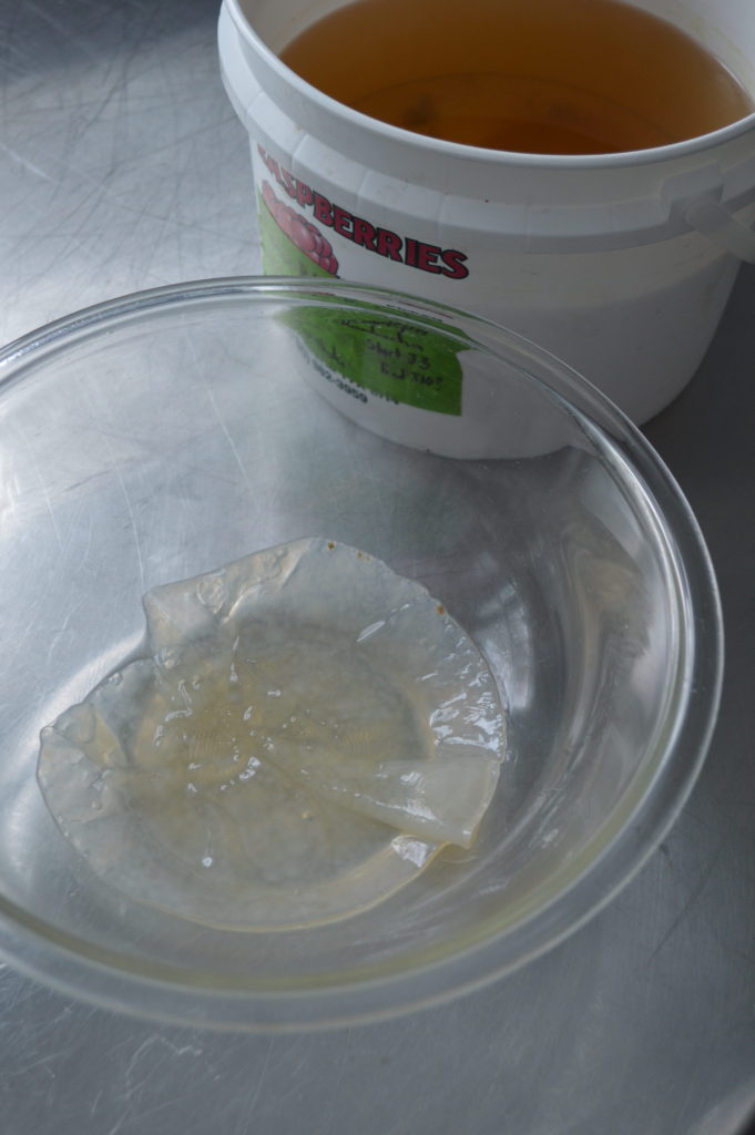 A kombucha SCOBY, removed from the liquid.