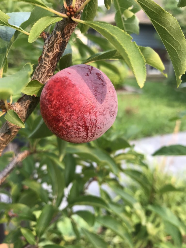 A ripe Japanese plum variety called Ivanovka, growing in Edmonton.