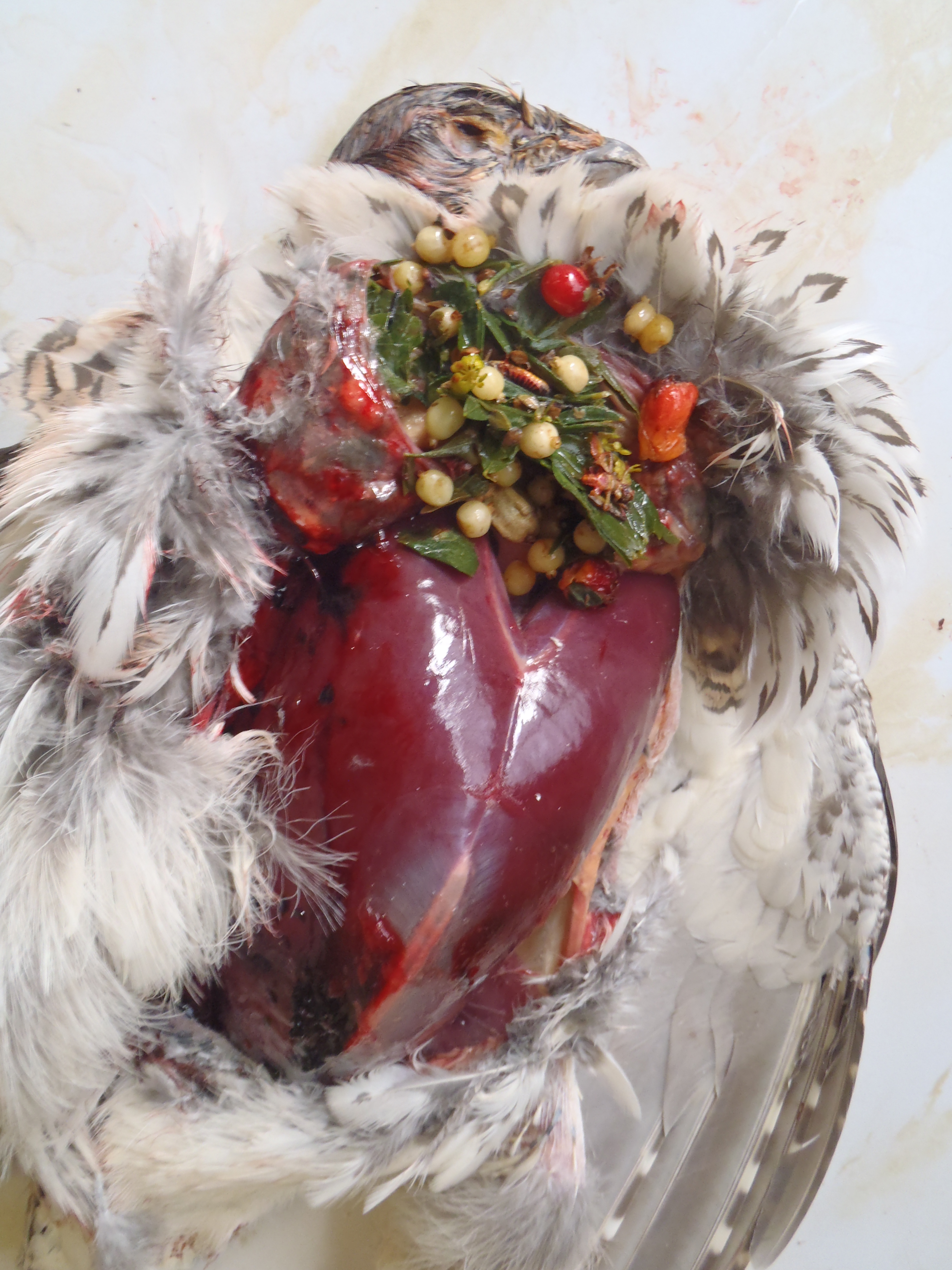 The breast and ruptured crop of a grouse