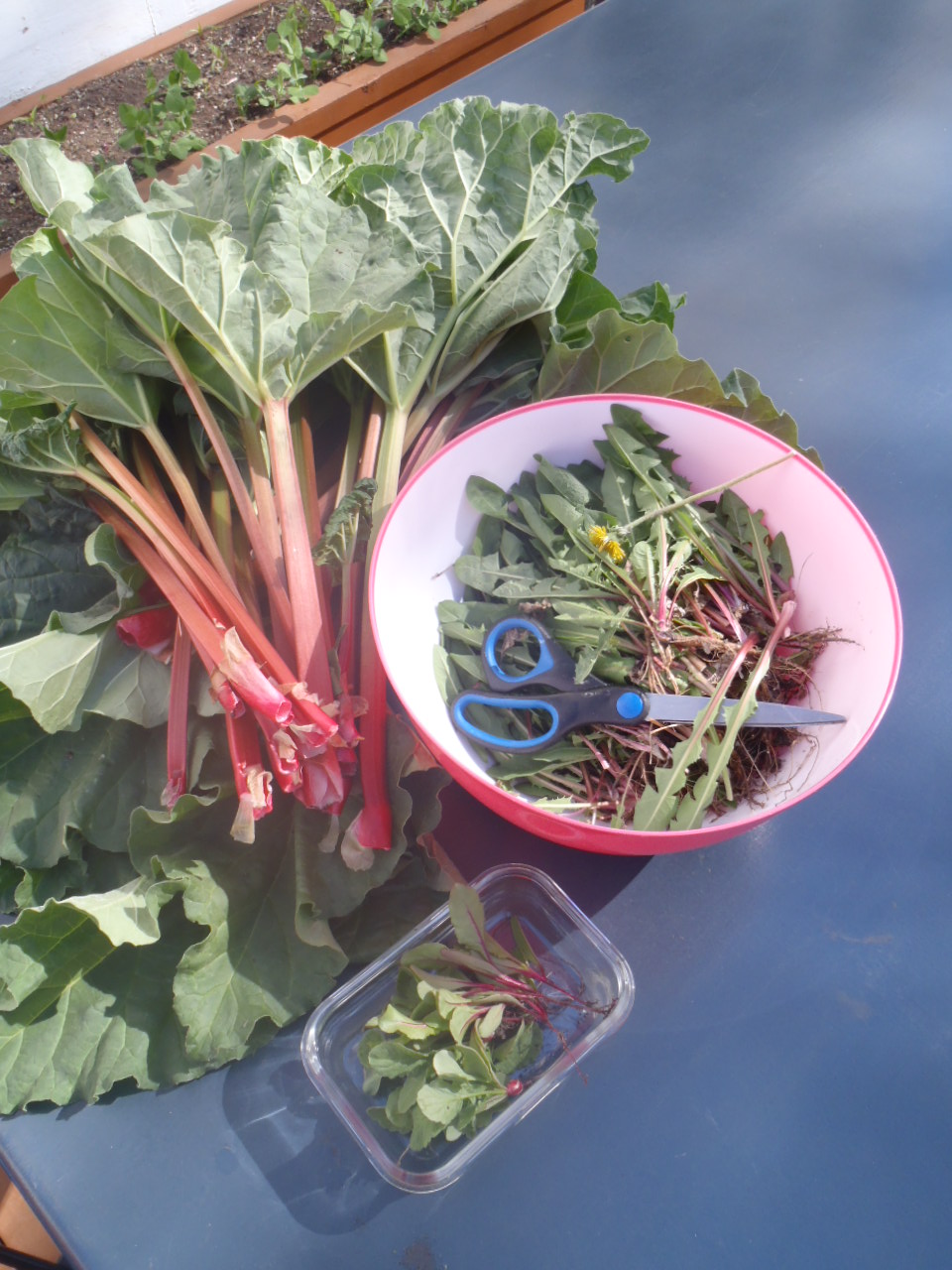 Dandelion and rhubarb from the yard.