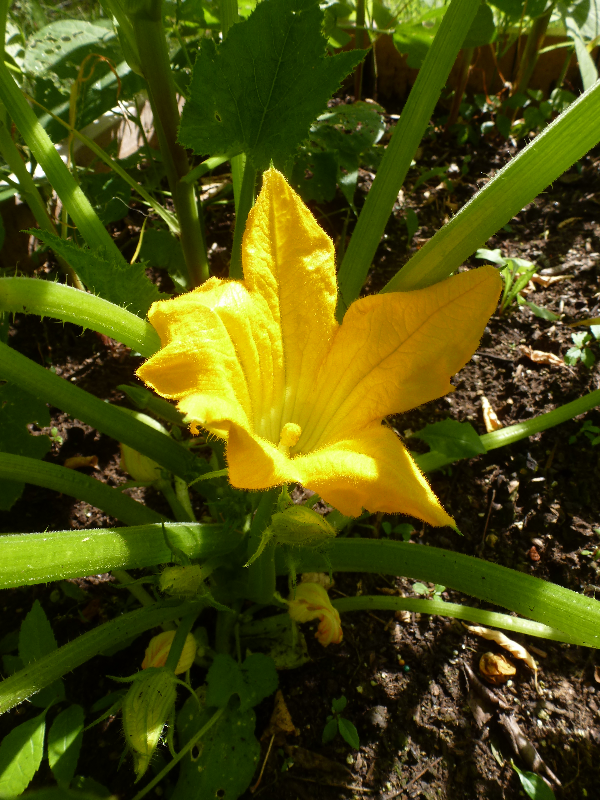 A squash blossom, still on the plant