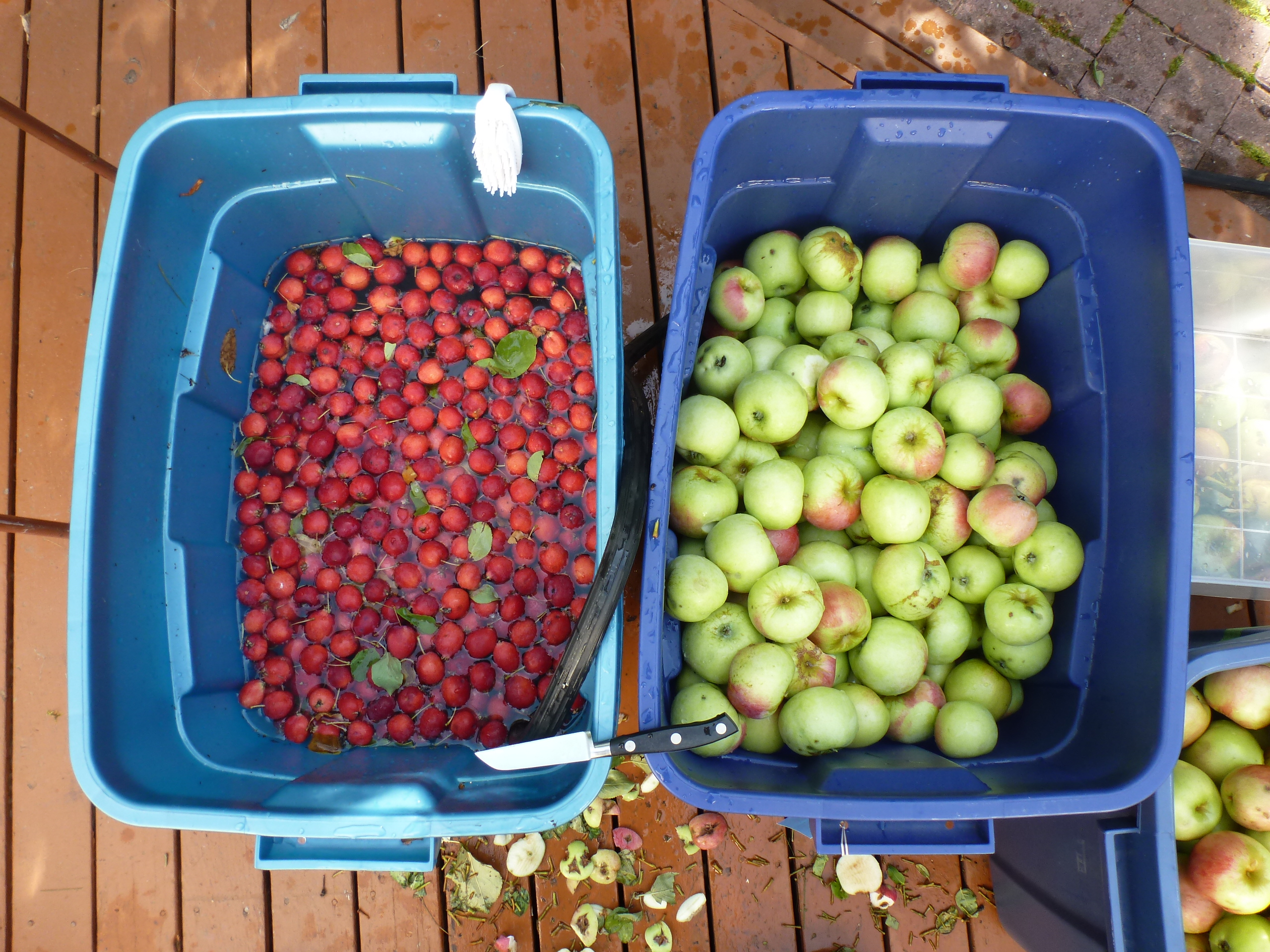 Left: Dolgo crabapples, Right: Norkent apples (I think...)