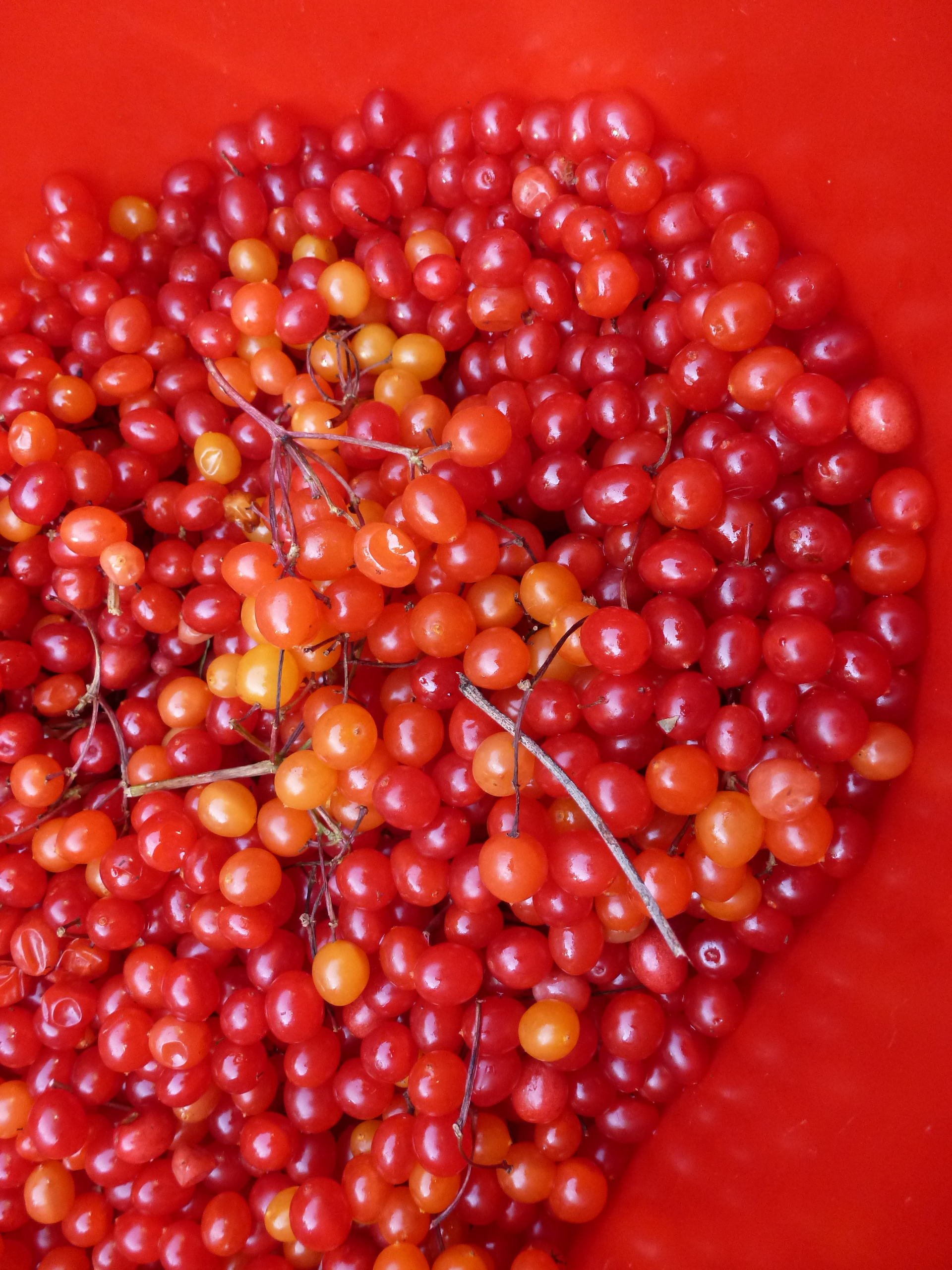 A tub of highbush cranberries, picked in the Edmonton river valley