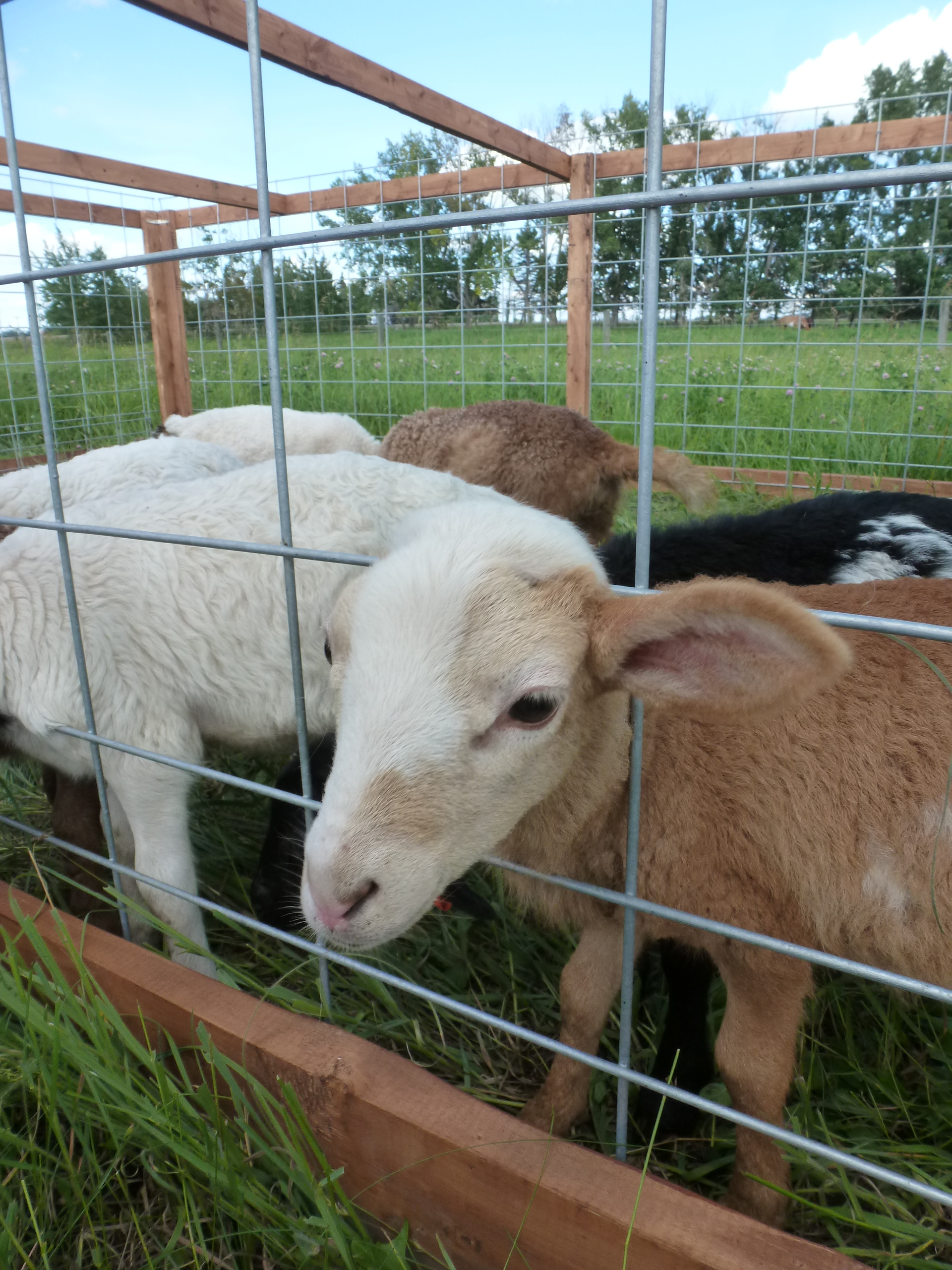 A pen of lambs at Tangle Ridge Ranch