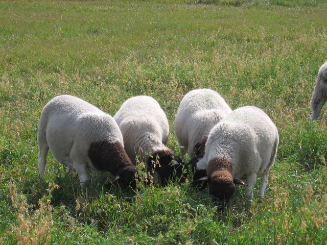 Lambs grazing at Tangle Ridge Ranch
