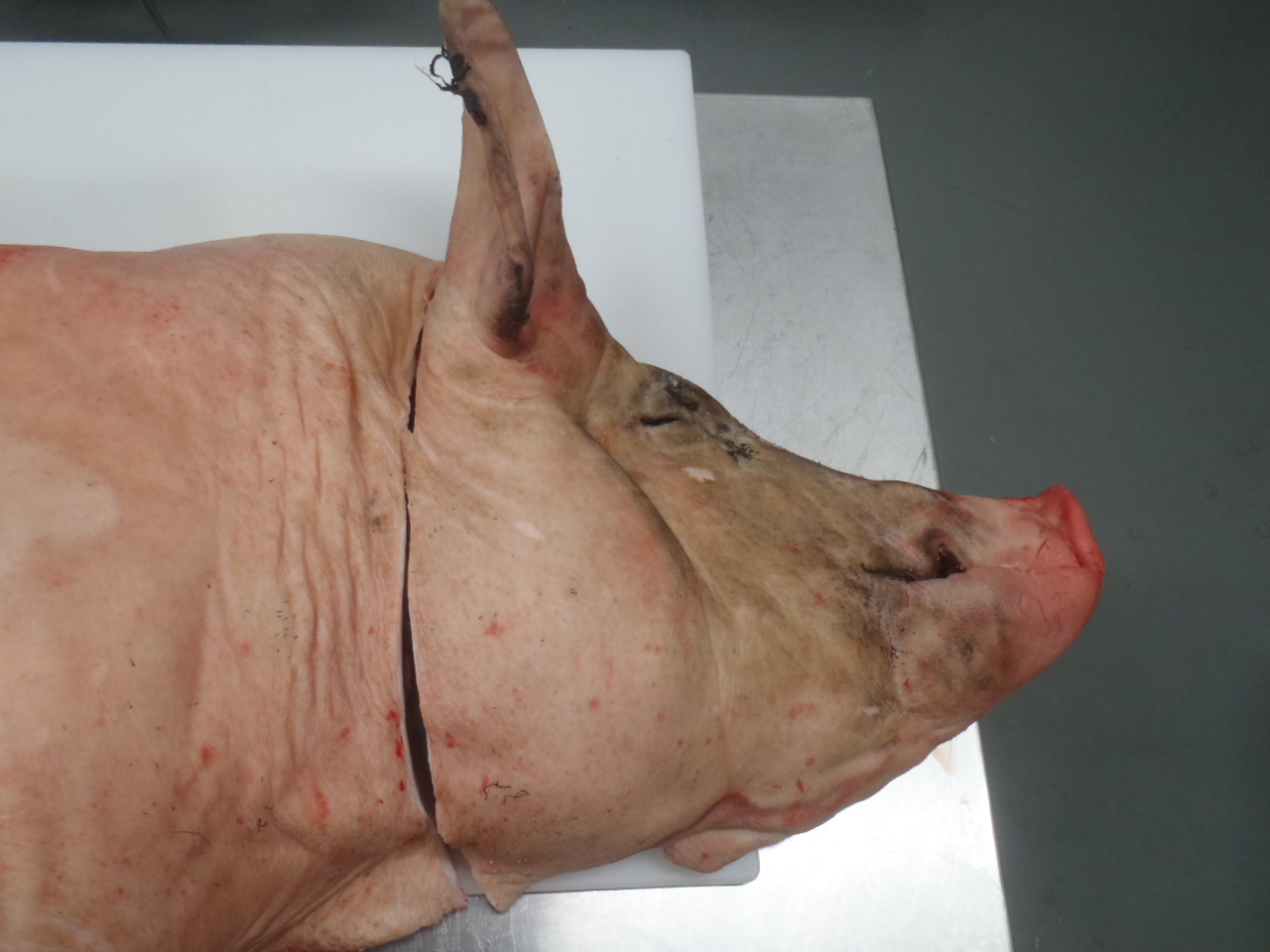 Cutting the head from the pig