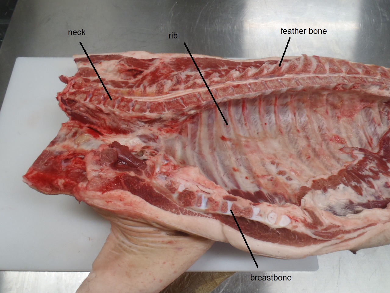 The front end of the pig, showing the neck bones, ribs, and breastbone