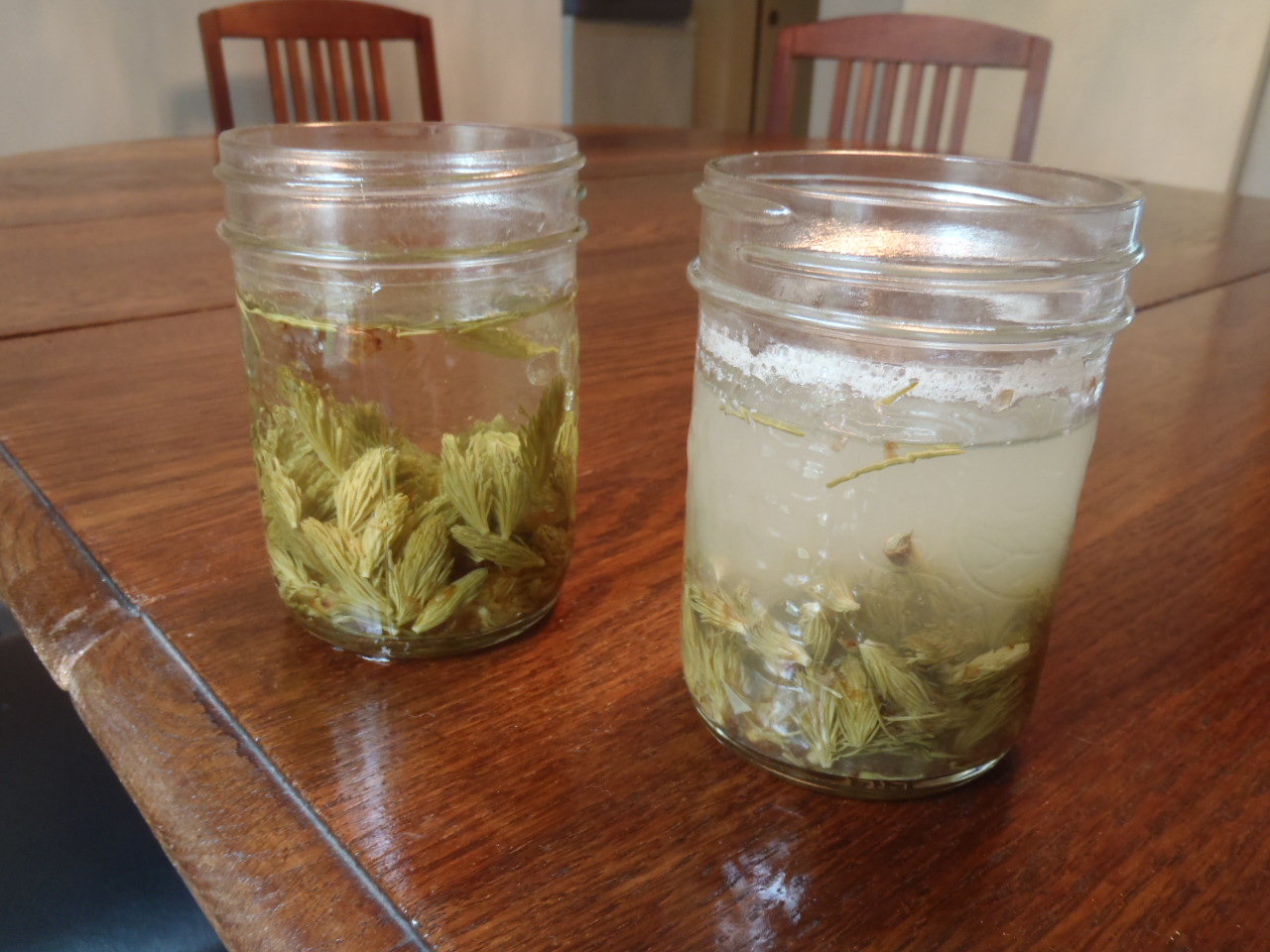Two jars of spruce syrup: one briefly simmered, the other extensively boiled