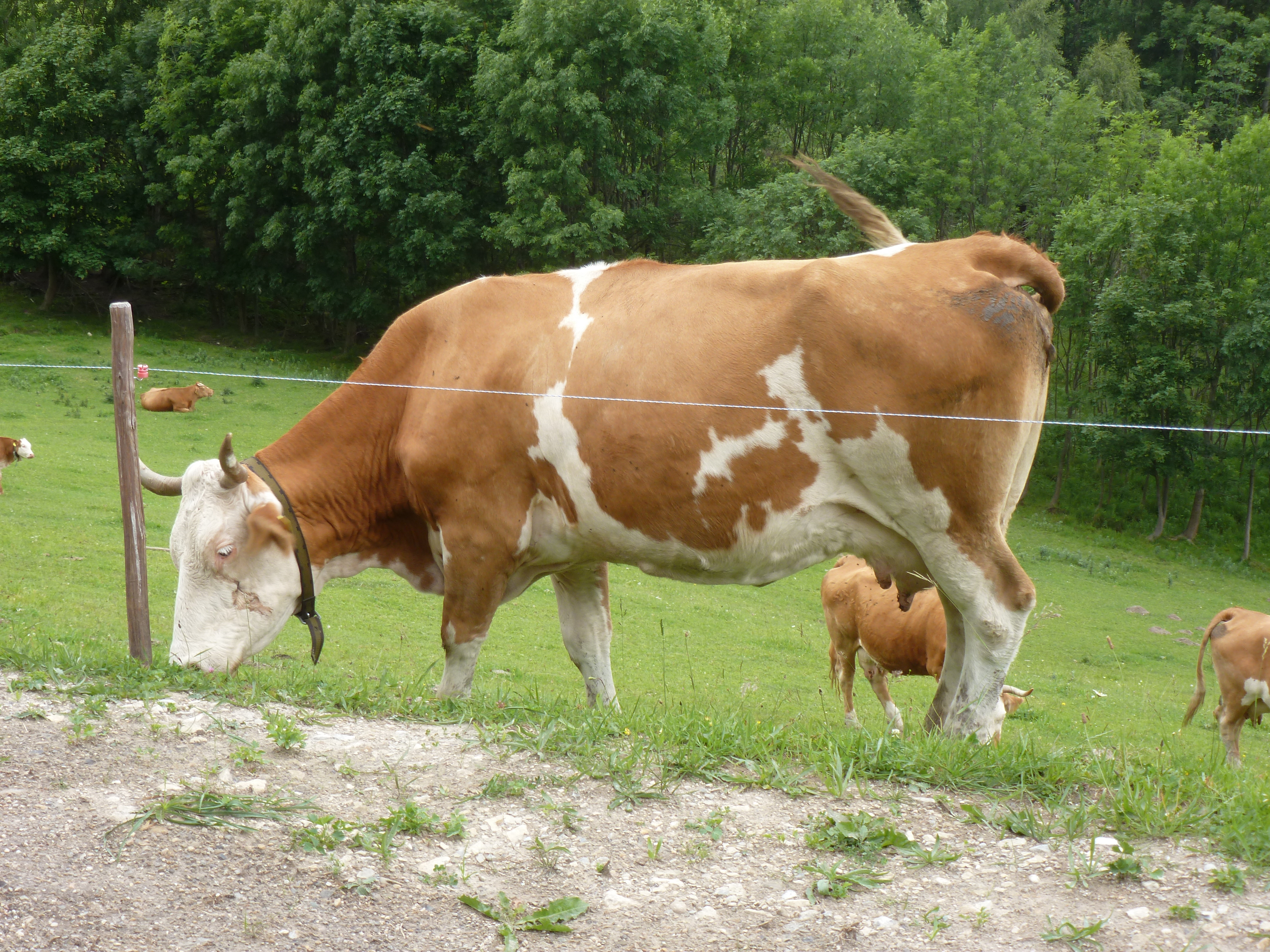 A dairy cow near Semmering, Austria