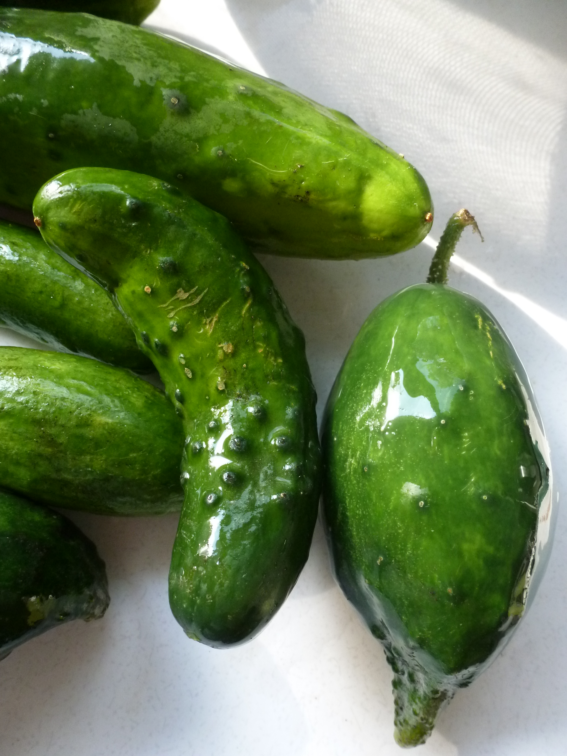 Little cucumbers from Tipi Creek