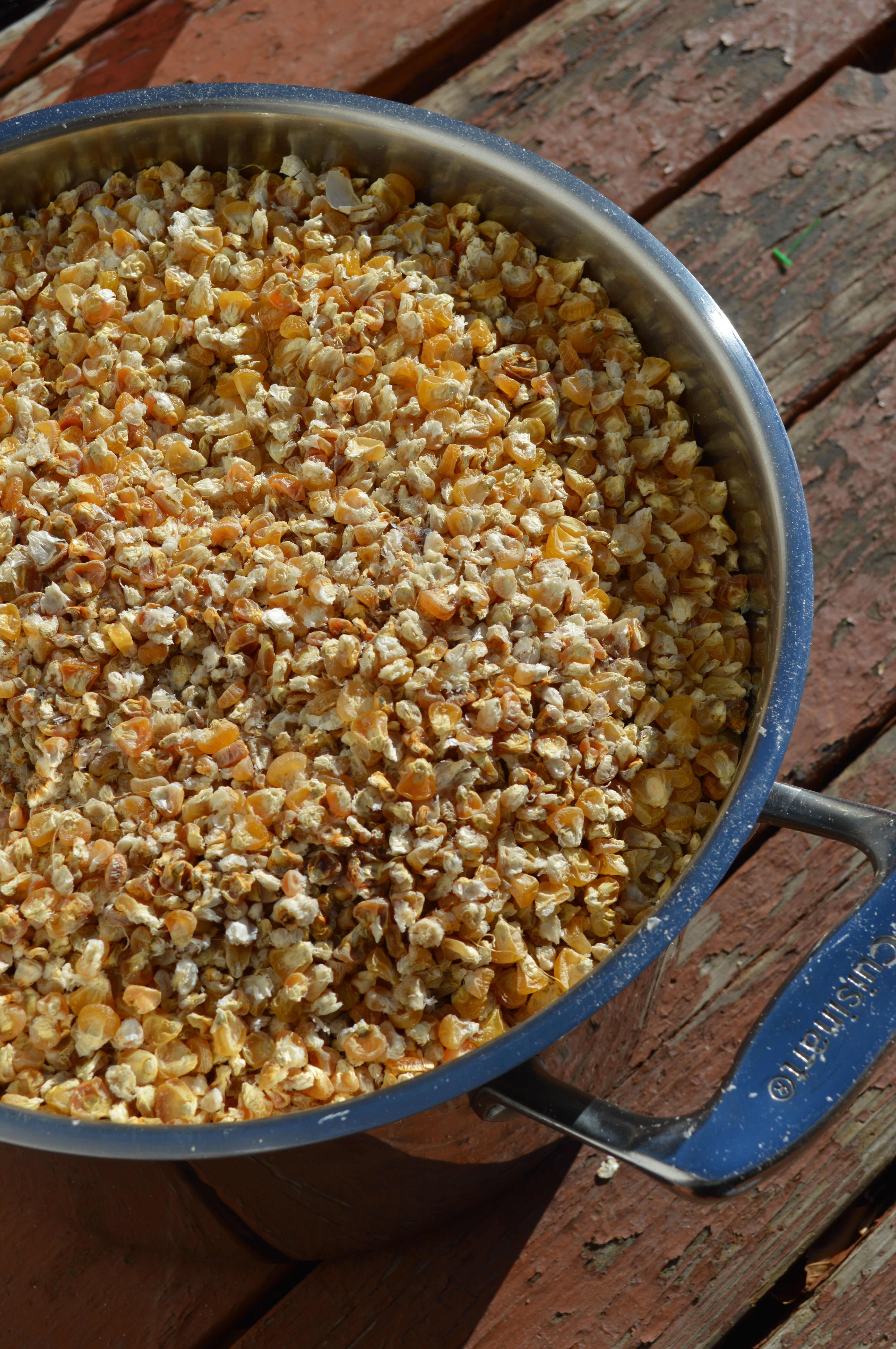 Dried kernels of corn, ready to be ground into cornmeal