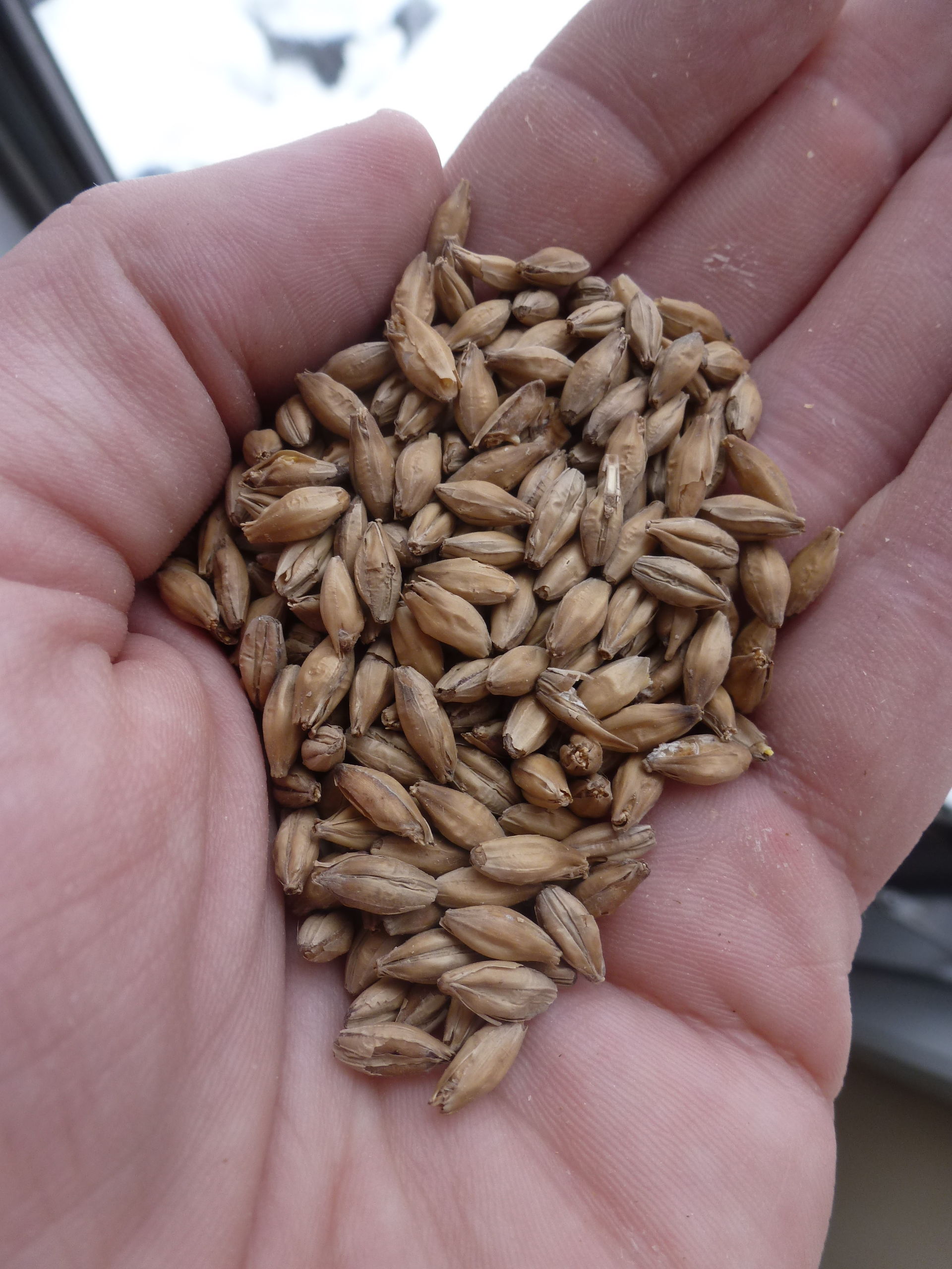 A two-row base malt called Golden Promise