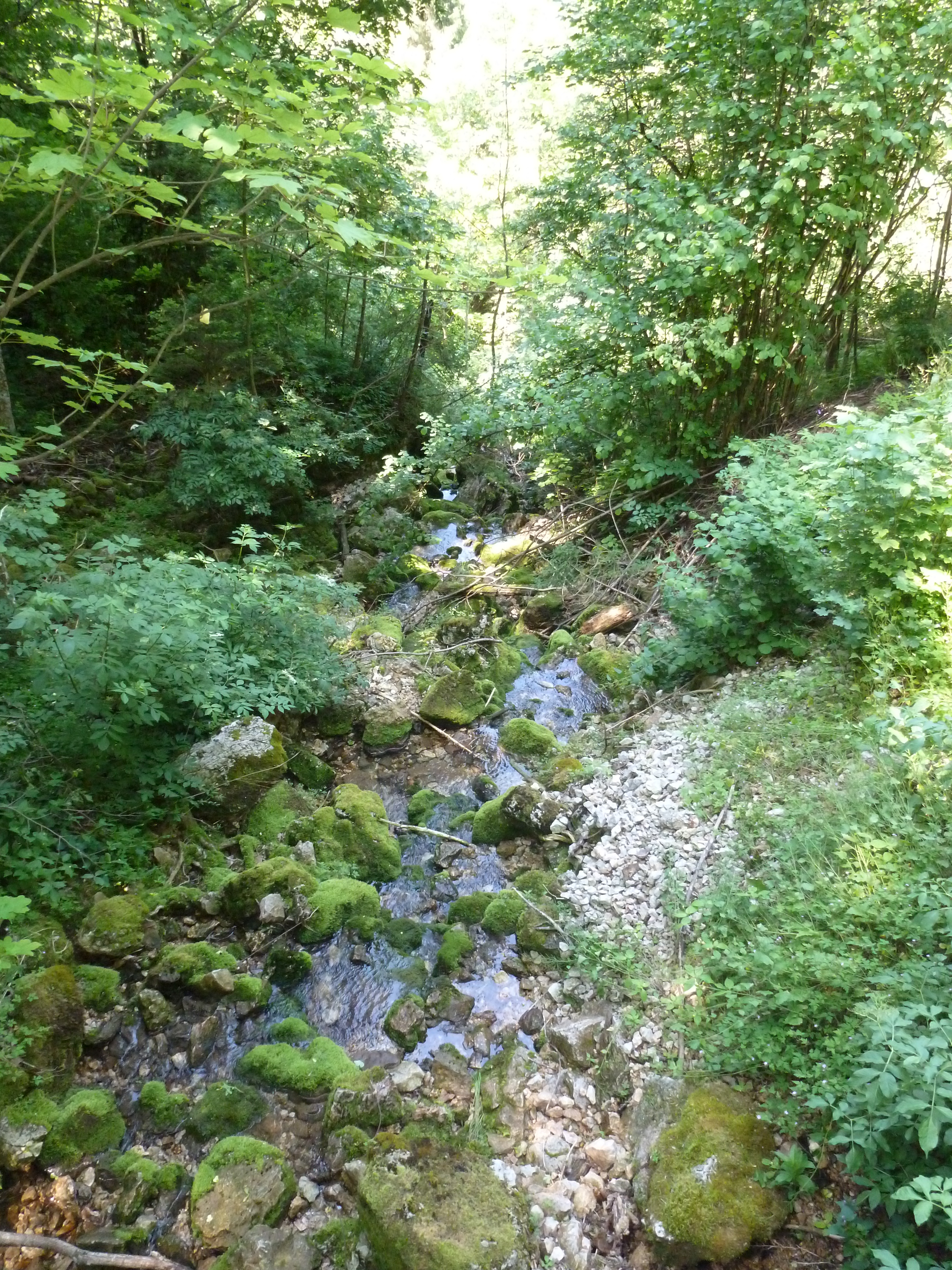 A stream in the hills of Lower Austria