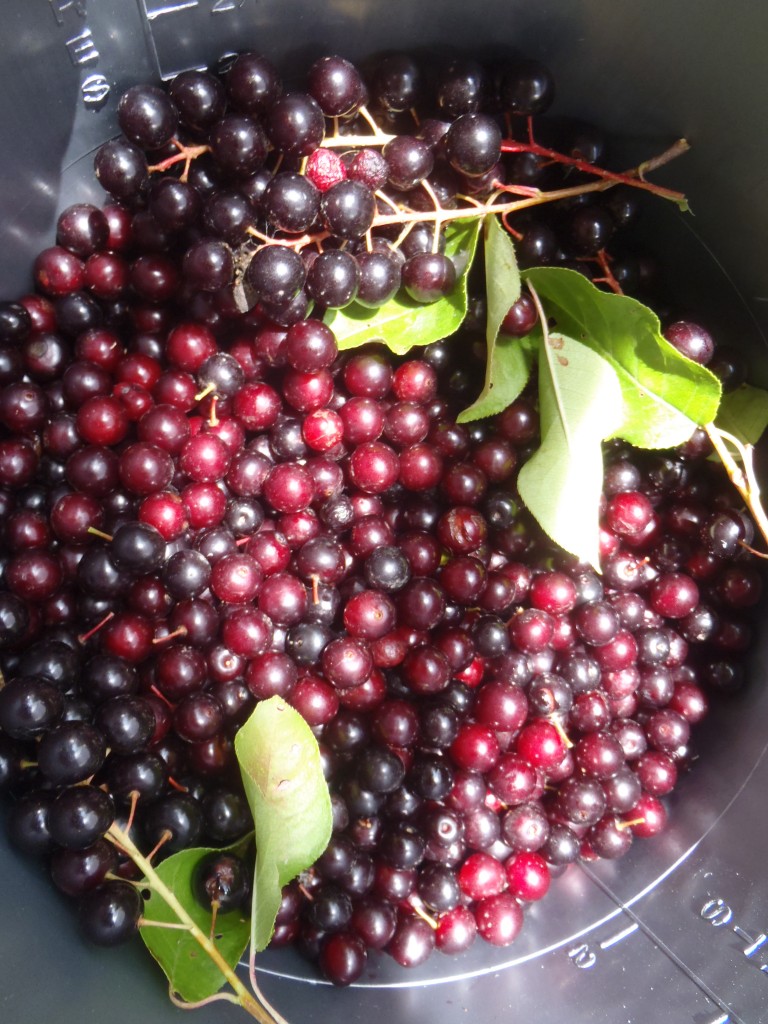 Chokecherries Archives Button Soup