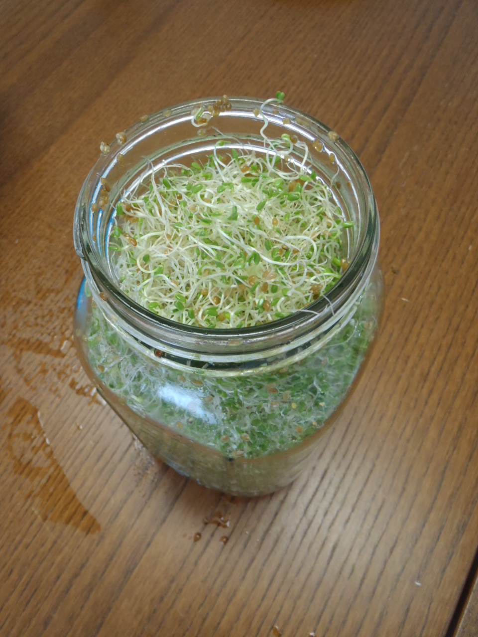 Jar o' clover sprouts