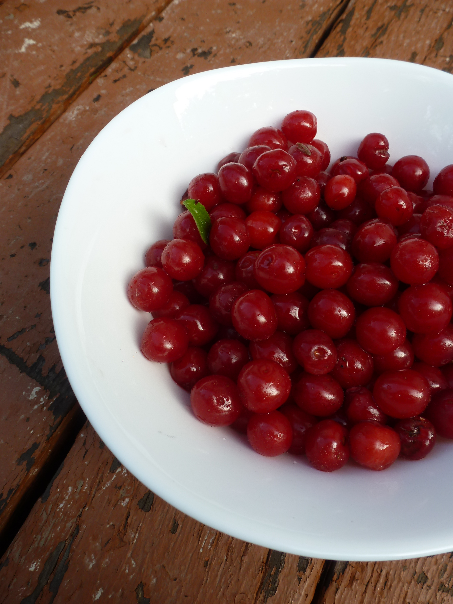 A bowl of dewy Nanking cherries