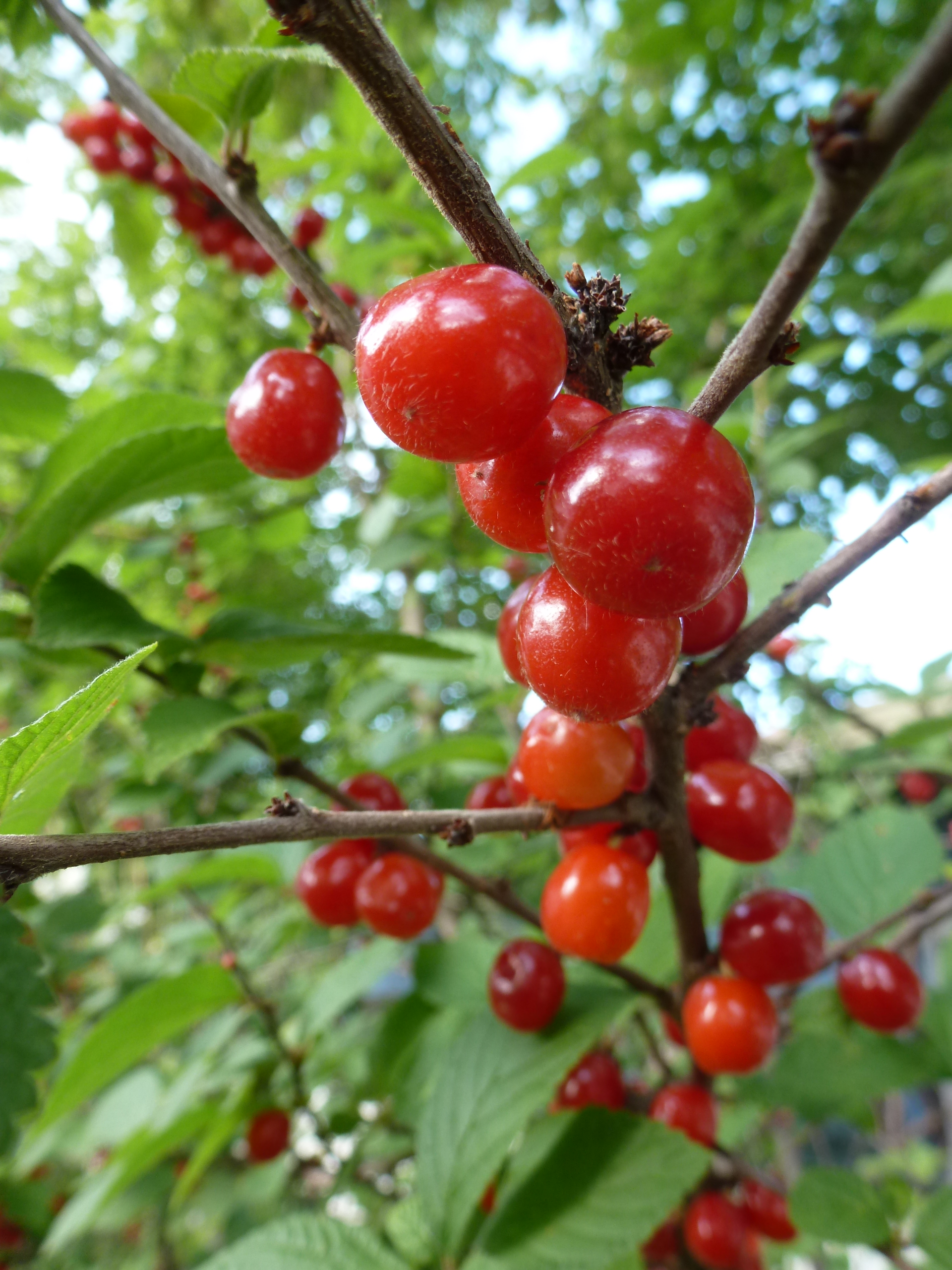 A branch of Nanking cherries