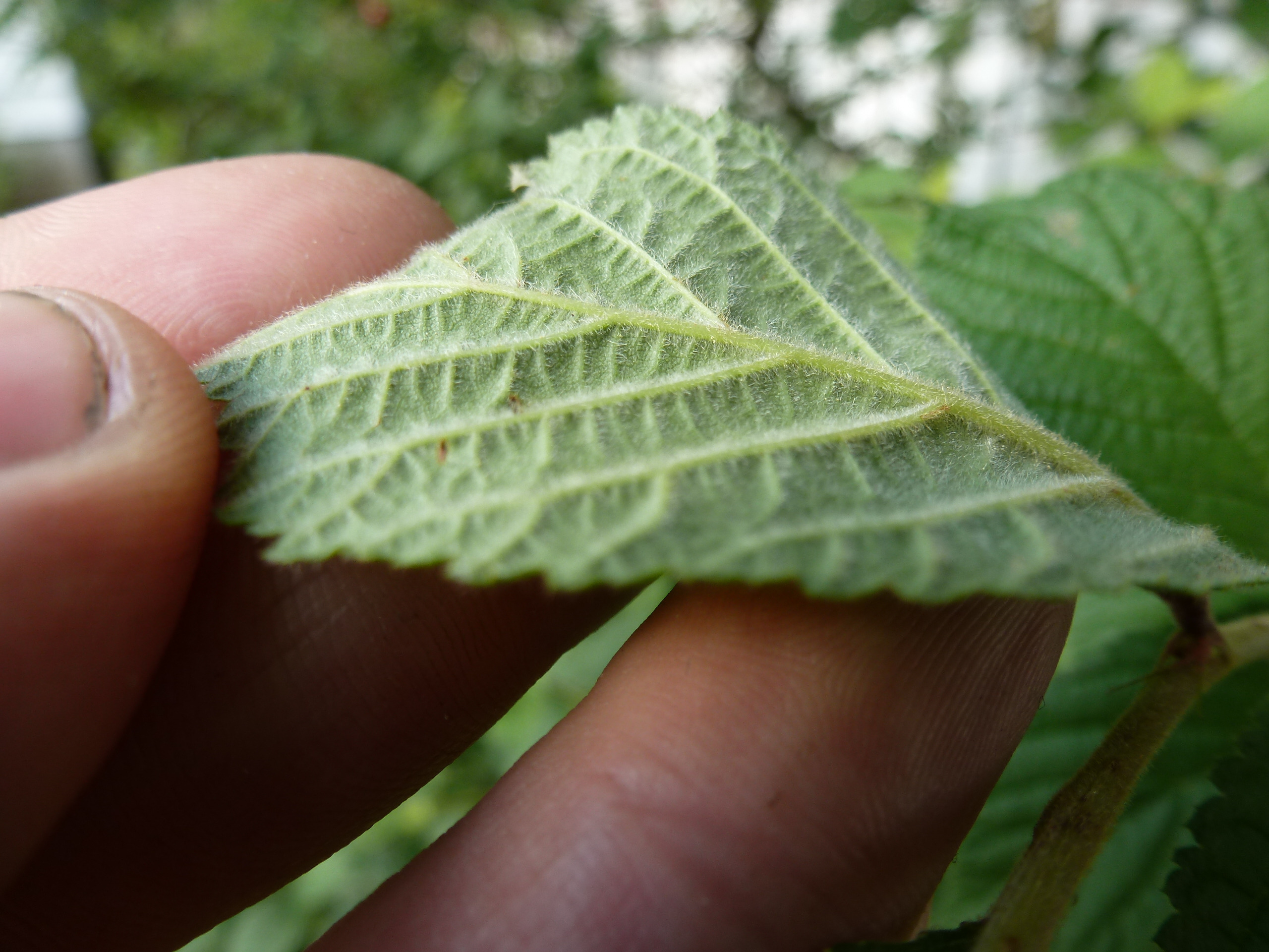 The hairy underside of a Nanking cherry leaf