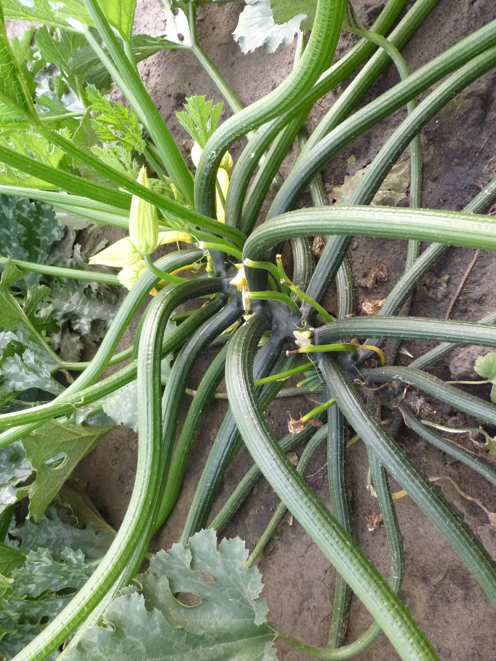 A zucchini plant, complete with freaky alien-like tentacles