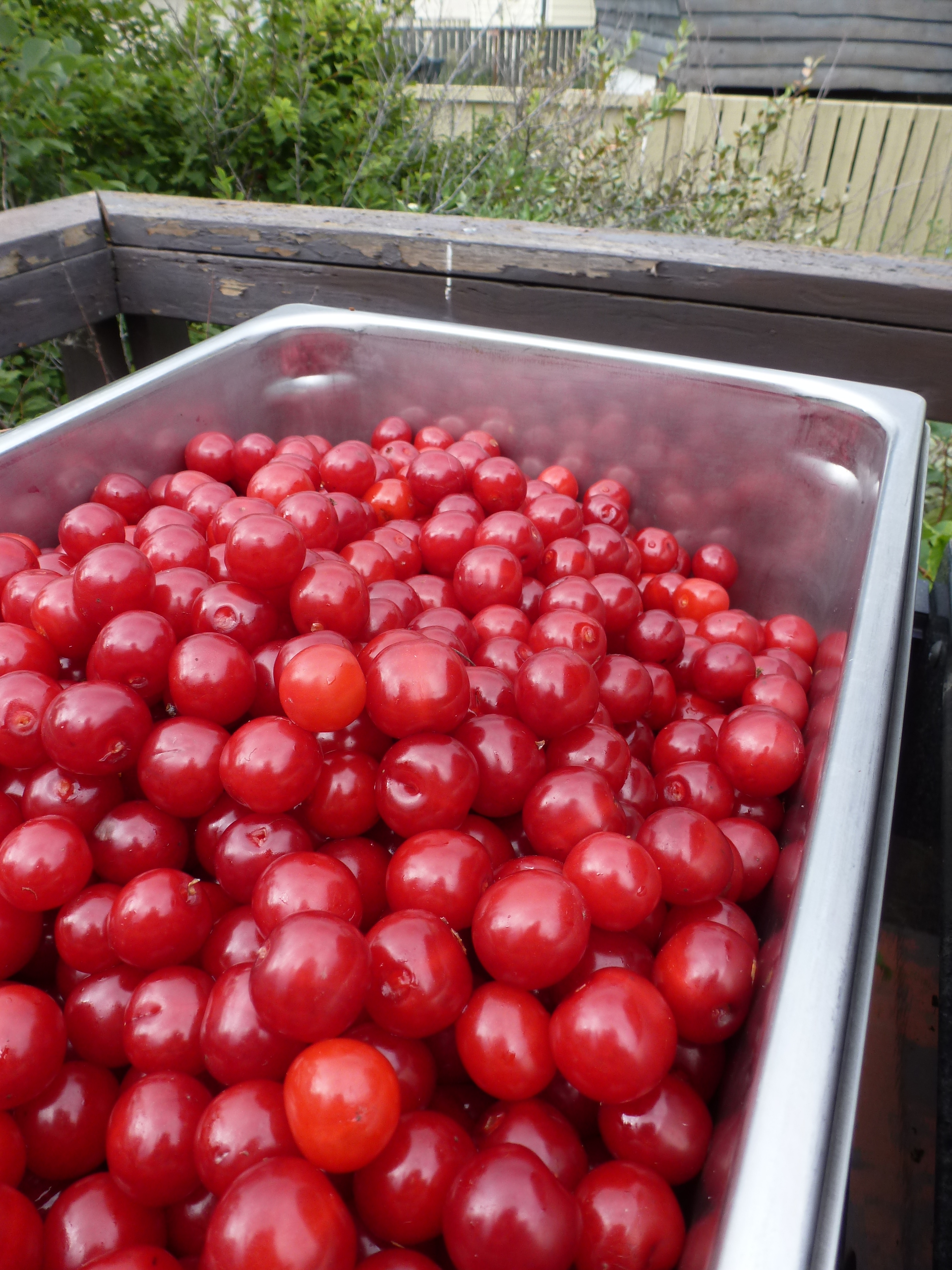 A tub of Evans cherries from a tree in Spruce Grove, Alberta.