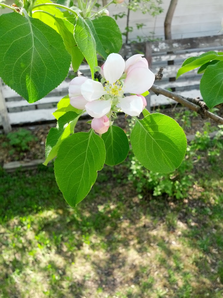 An apple blossom