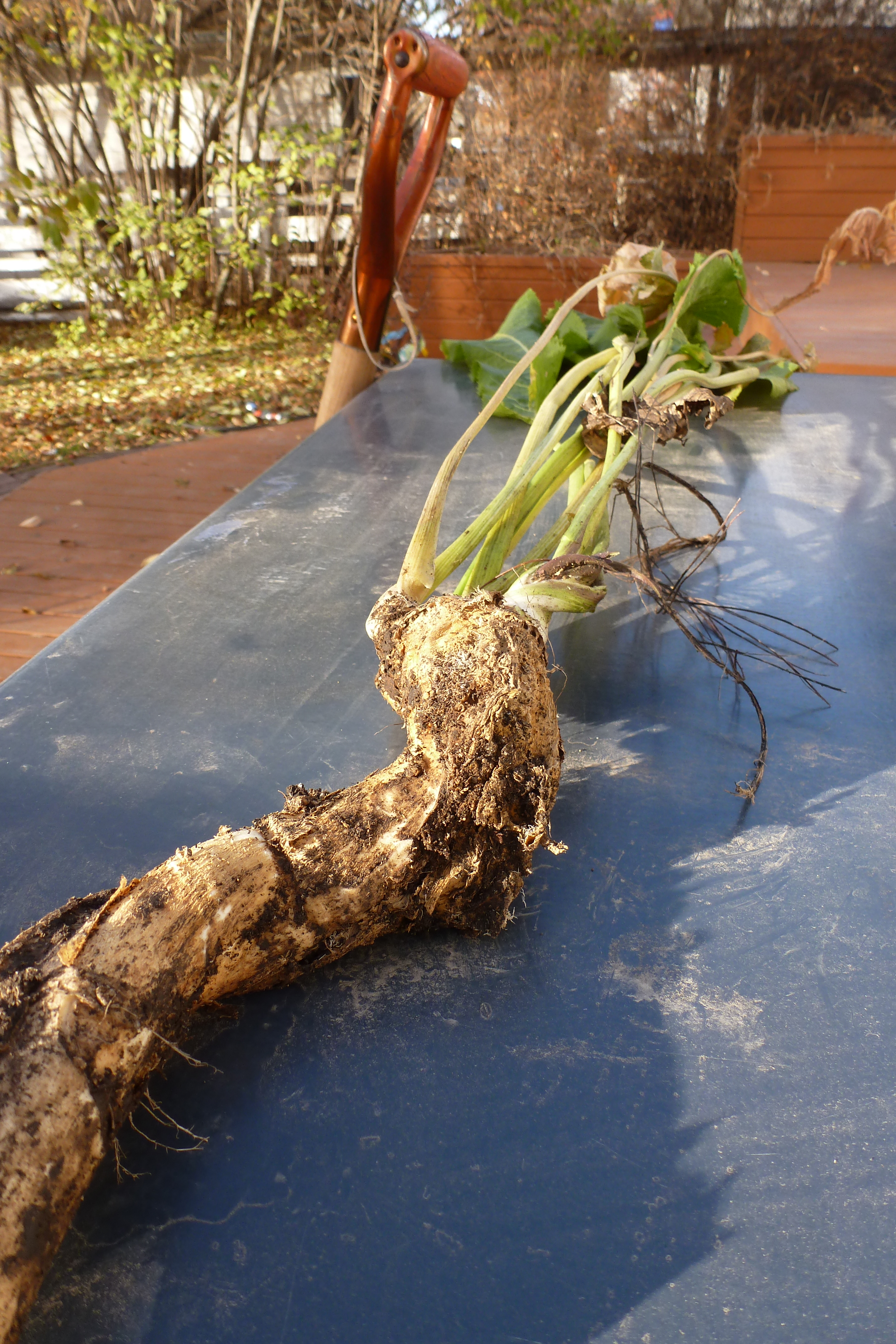 A large piece of horseradish root