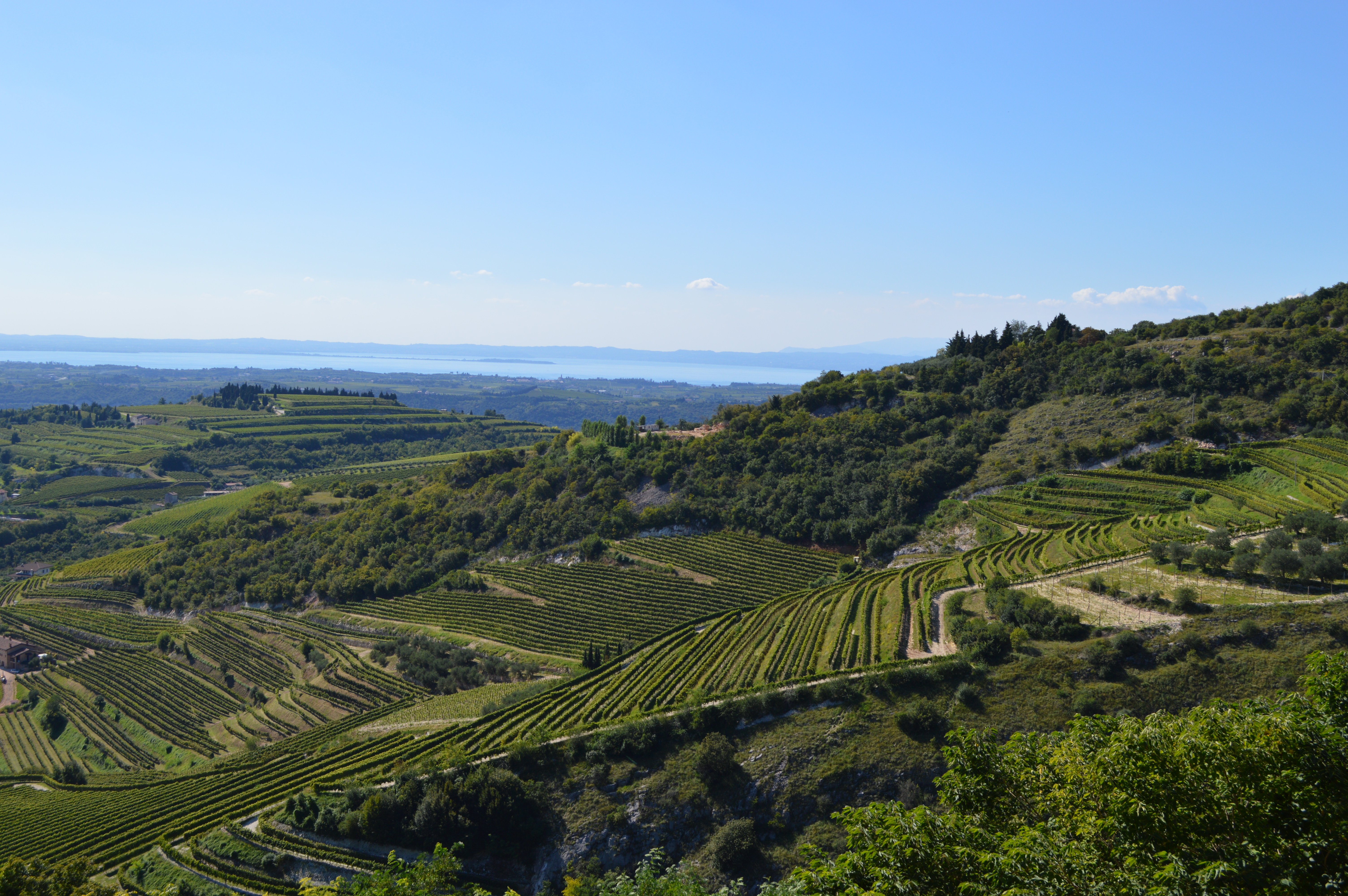 A view of Valpolicella vineyards and Lake Garda