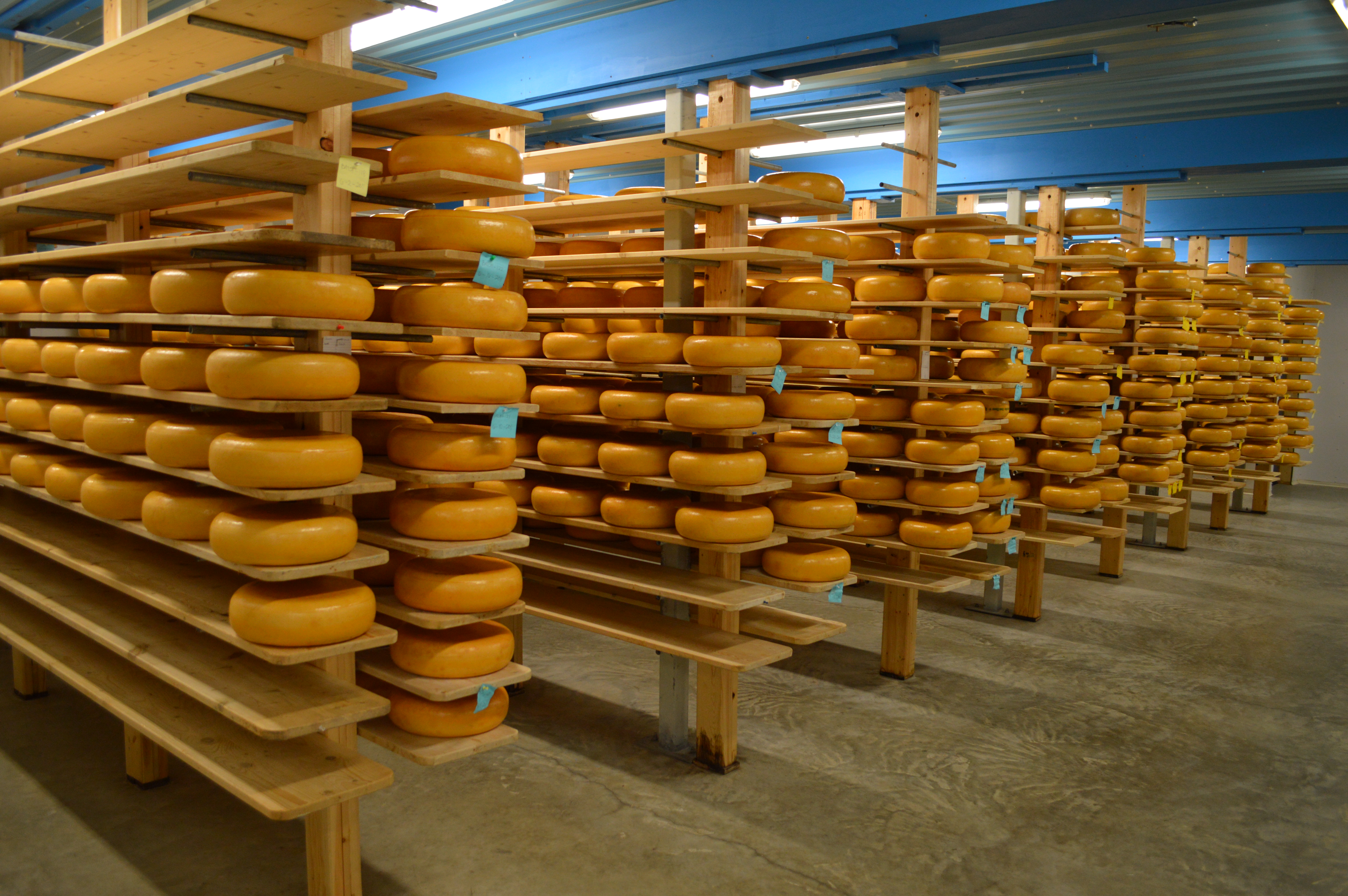 Shelves of gouda aging at Sylvan Star Cheese