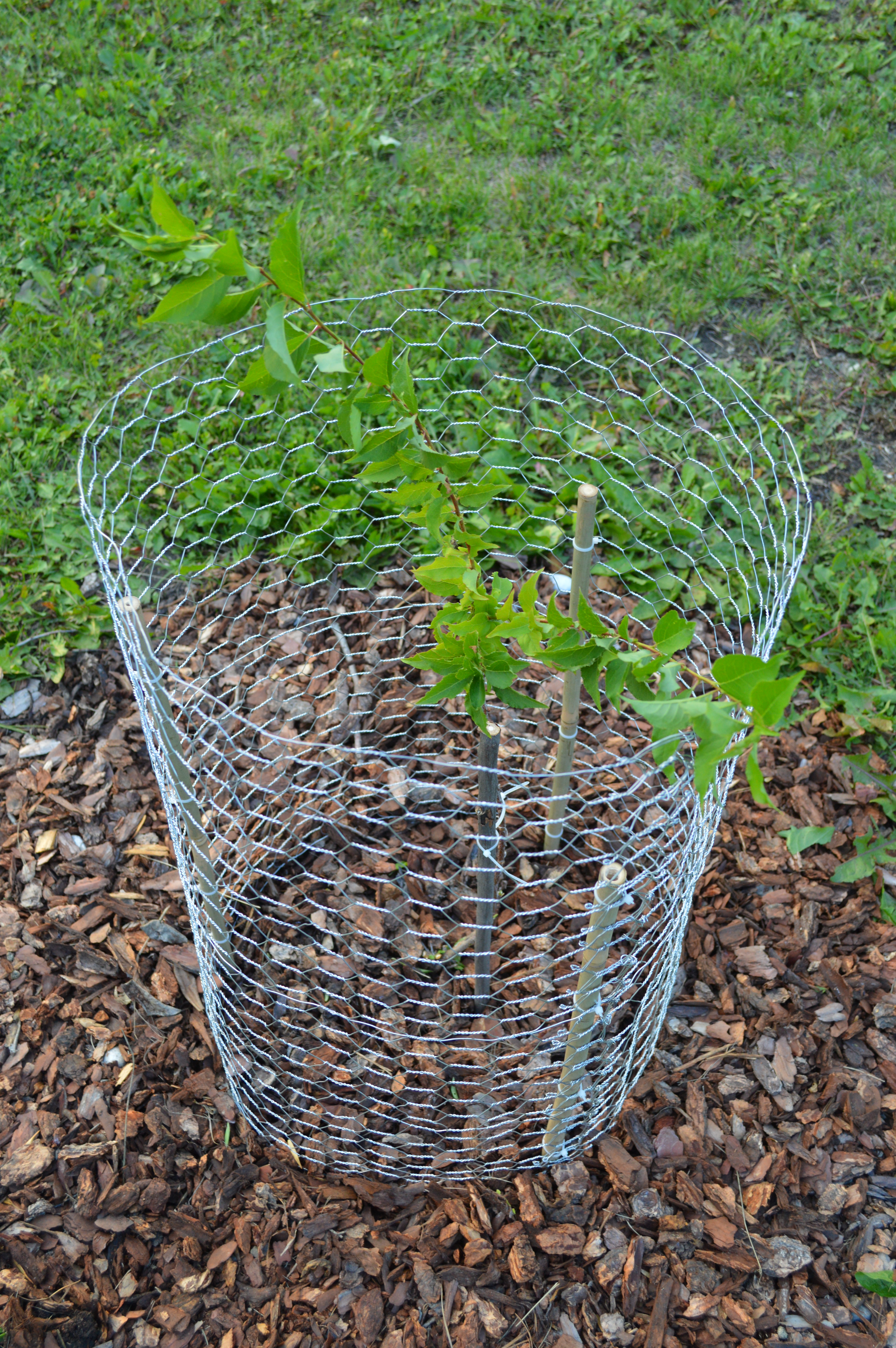 A wire cage protecting a young plum tree from jackrabbits