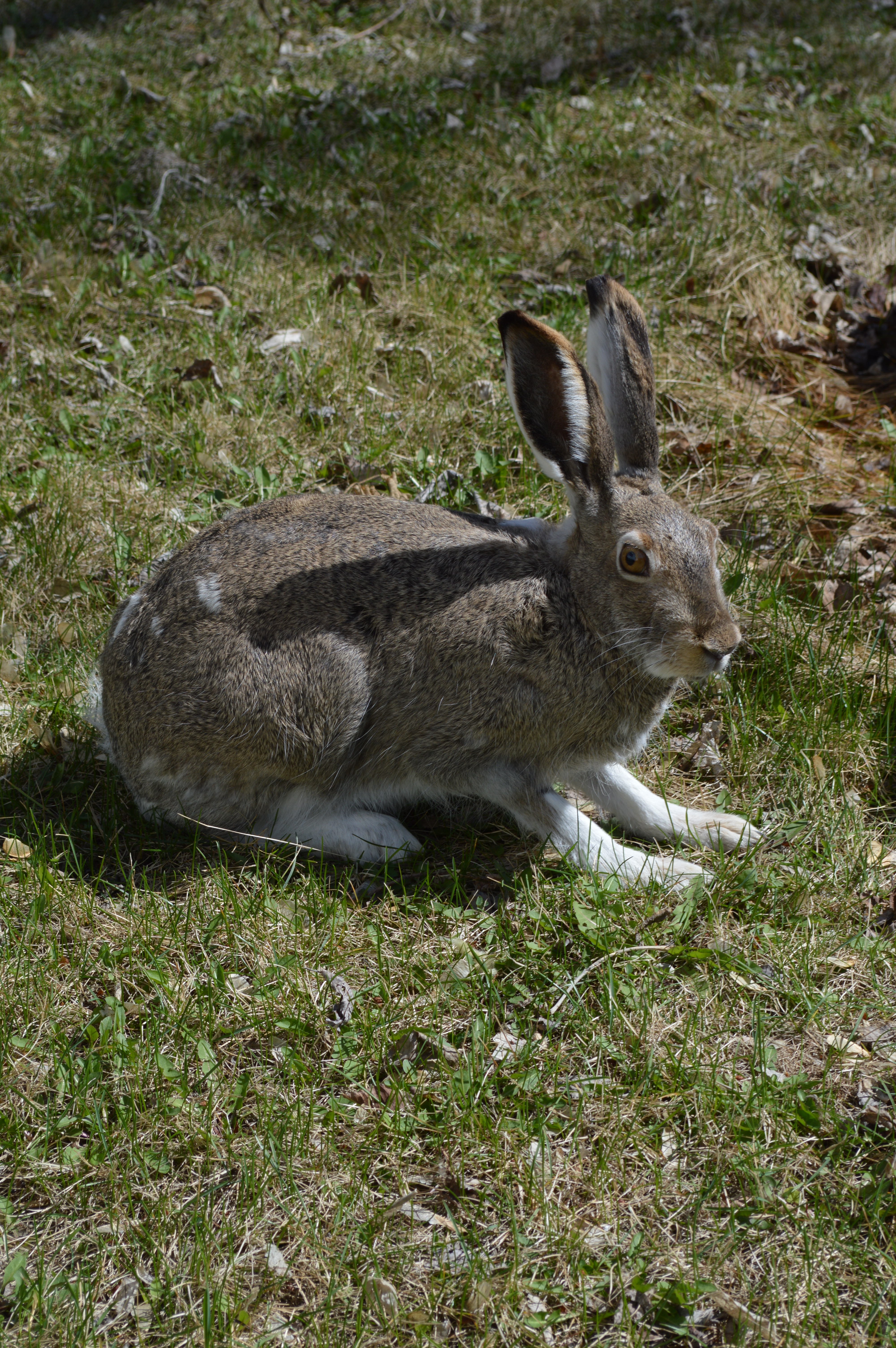 A hare hanging out in my backyard, waiting for my fruit shrubs to become vulnerable.
