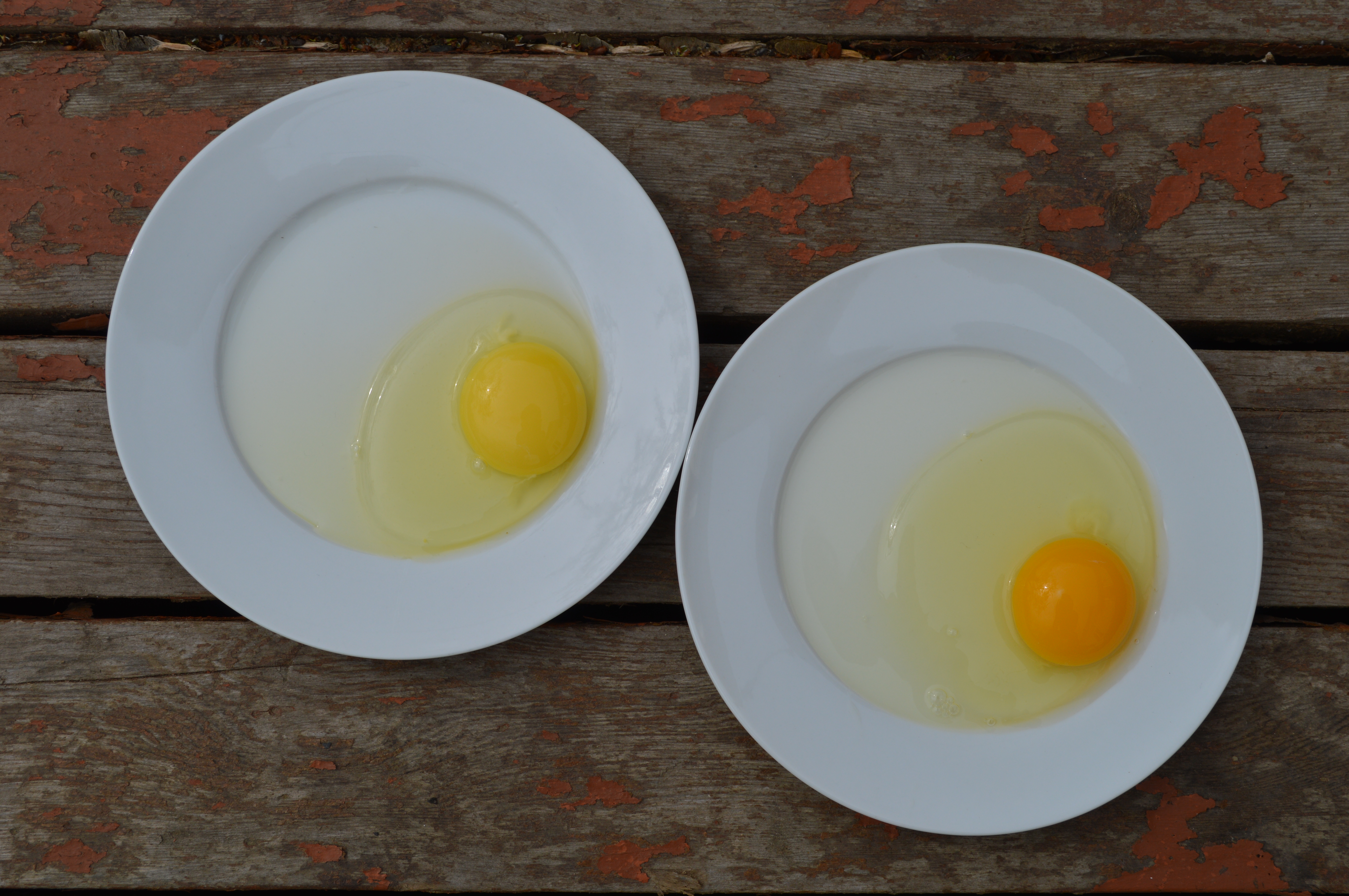 Two eggs of different origins and ages: on the left is a fresh egg from a local producer, on the right a two week old egg from a grocery store.