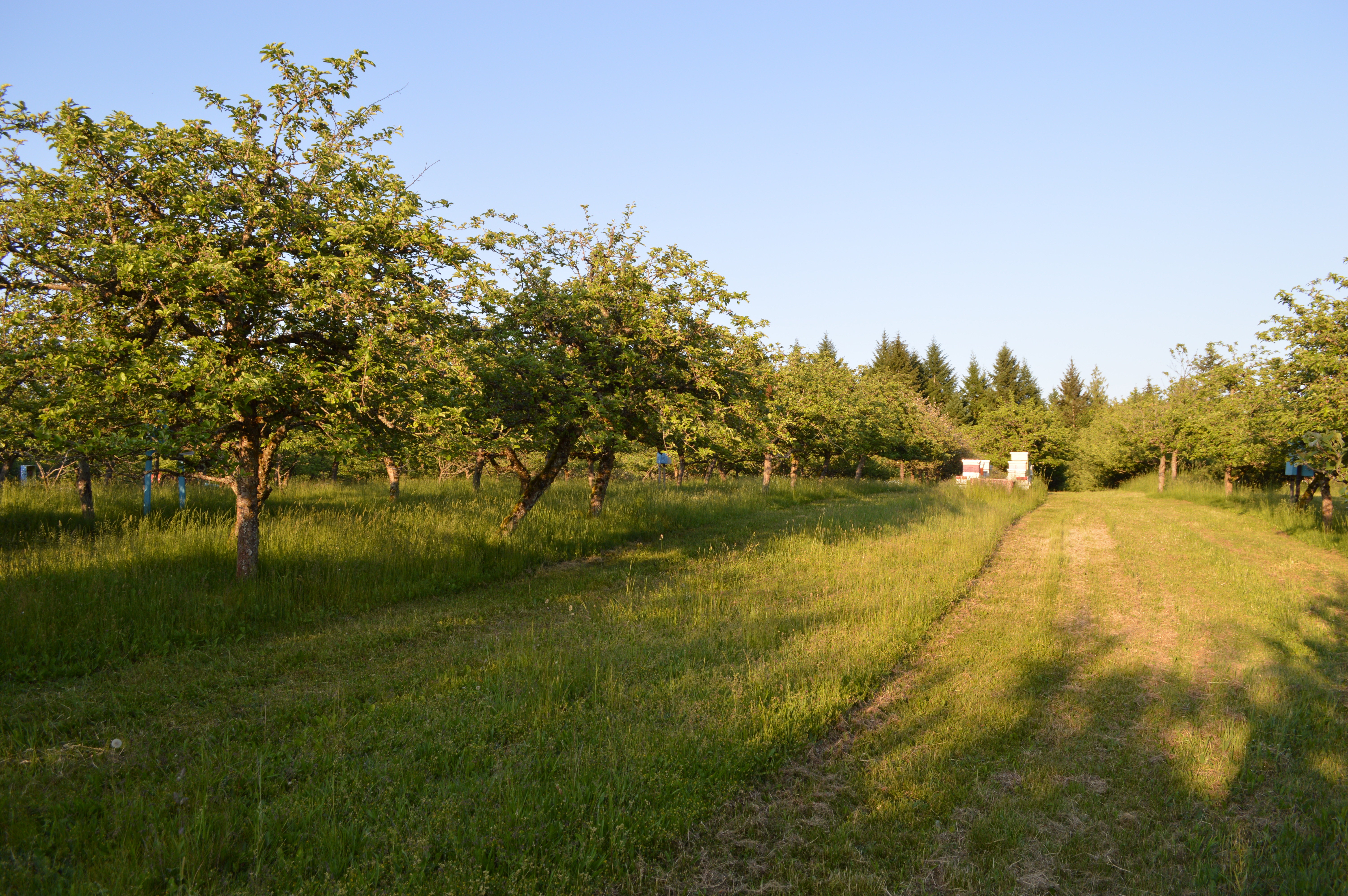 A view of the apple orchard and a small beekeeping set-up.