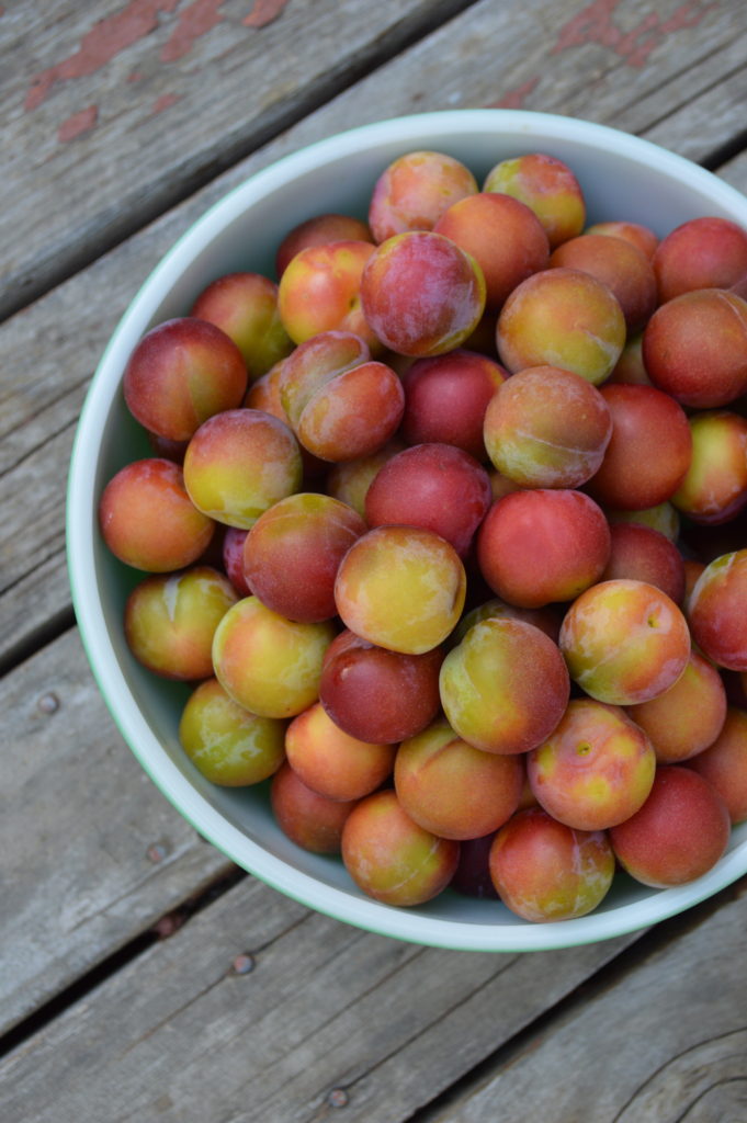 A bowl of nearly-ripe Ptitsin plums.